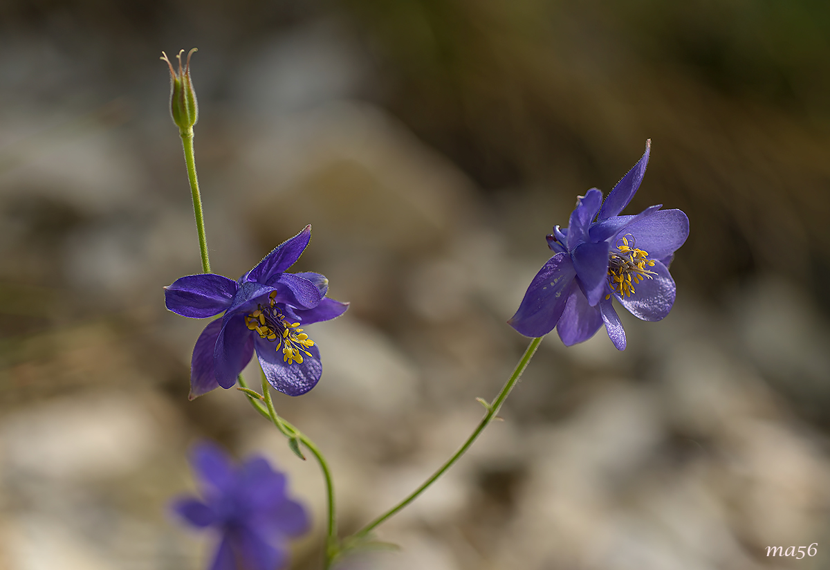 aquilegia azzurra