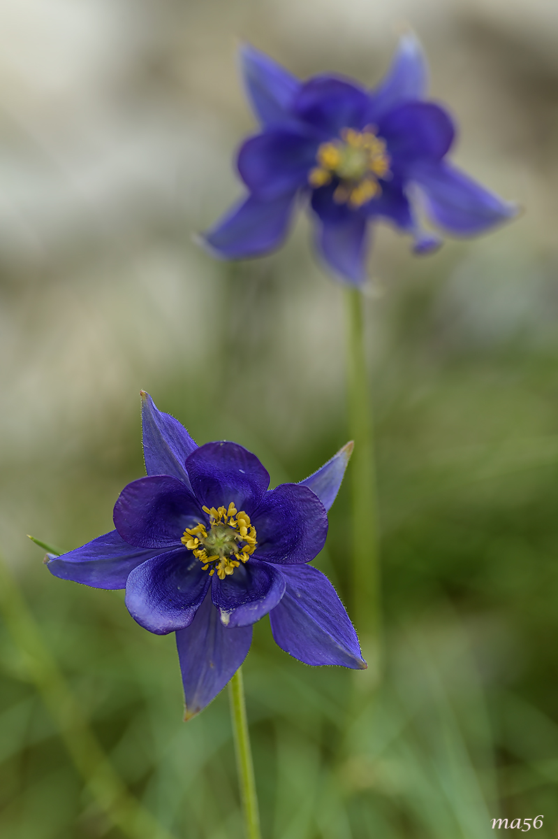 aquilegia azzurra