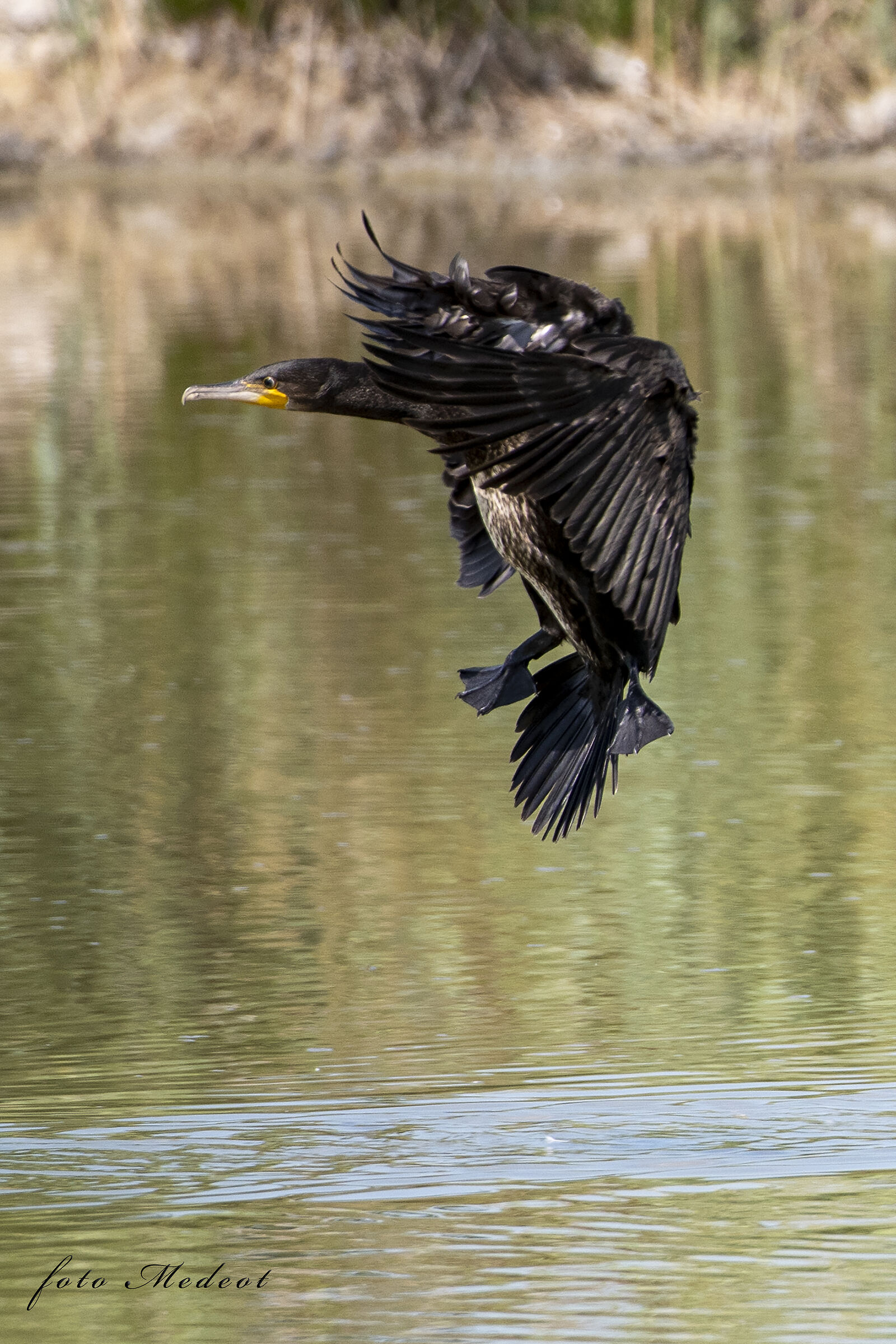 Cormorano in volo