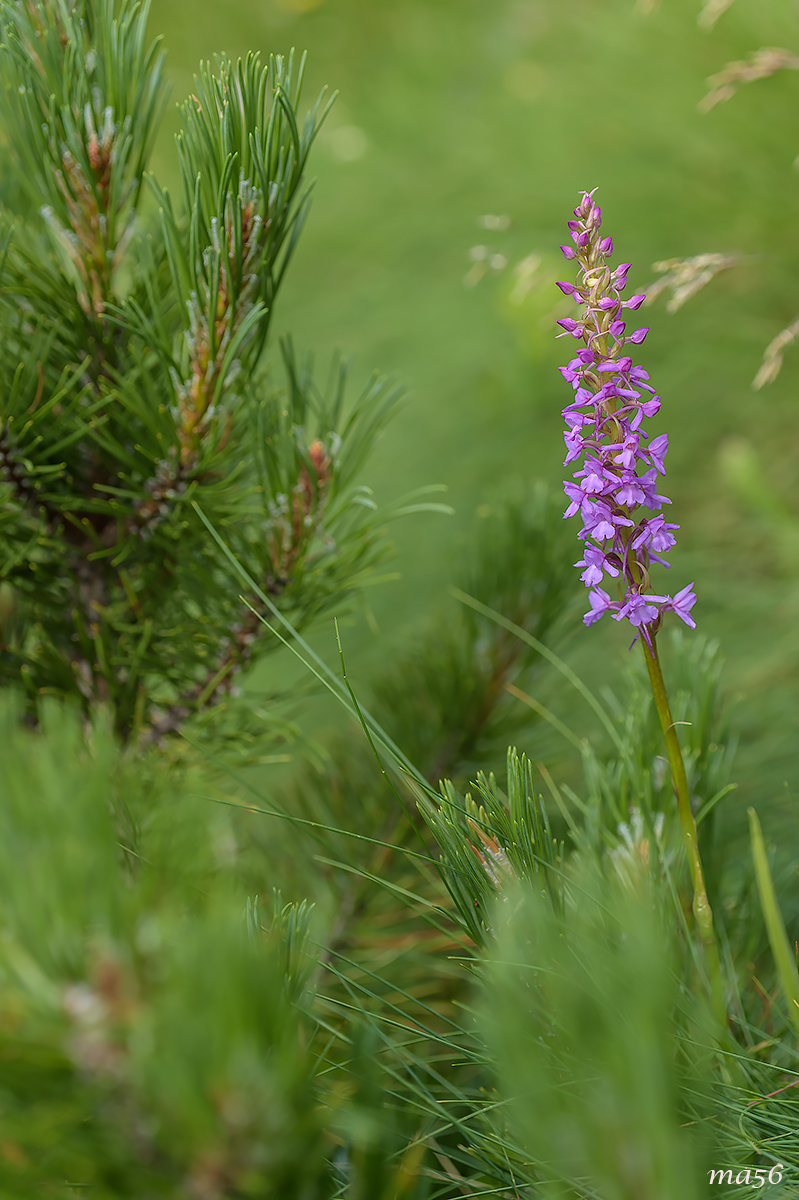 Ginnadenia delle zanzare