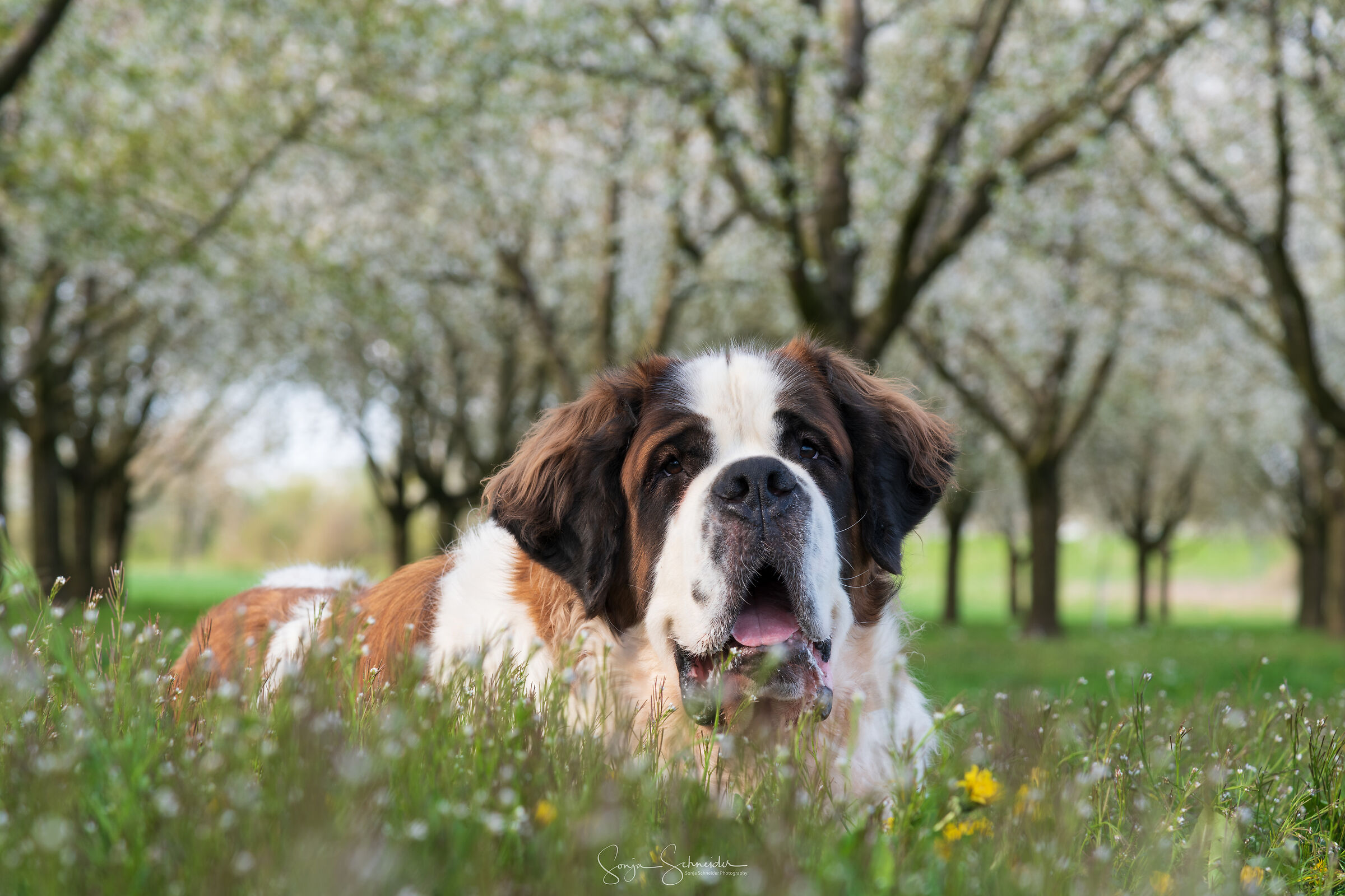 Saint Bernard Kilian