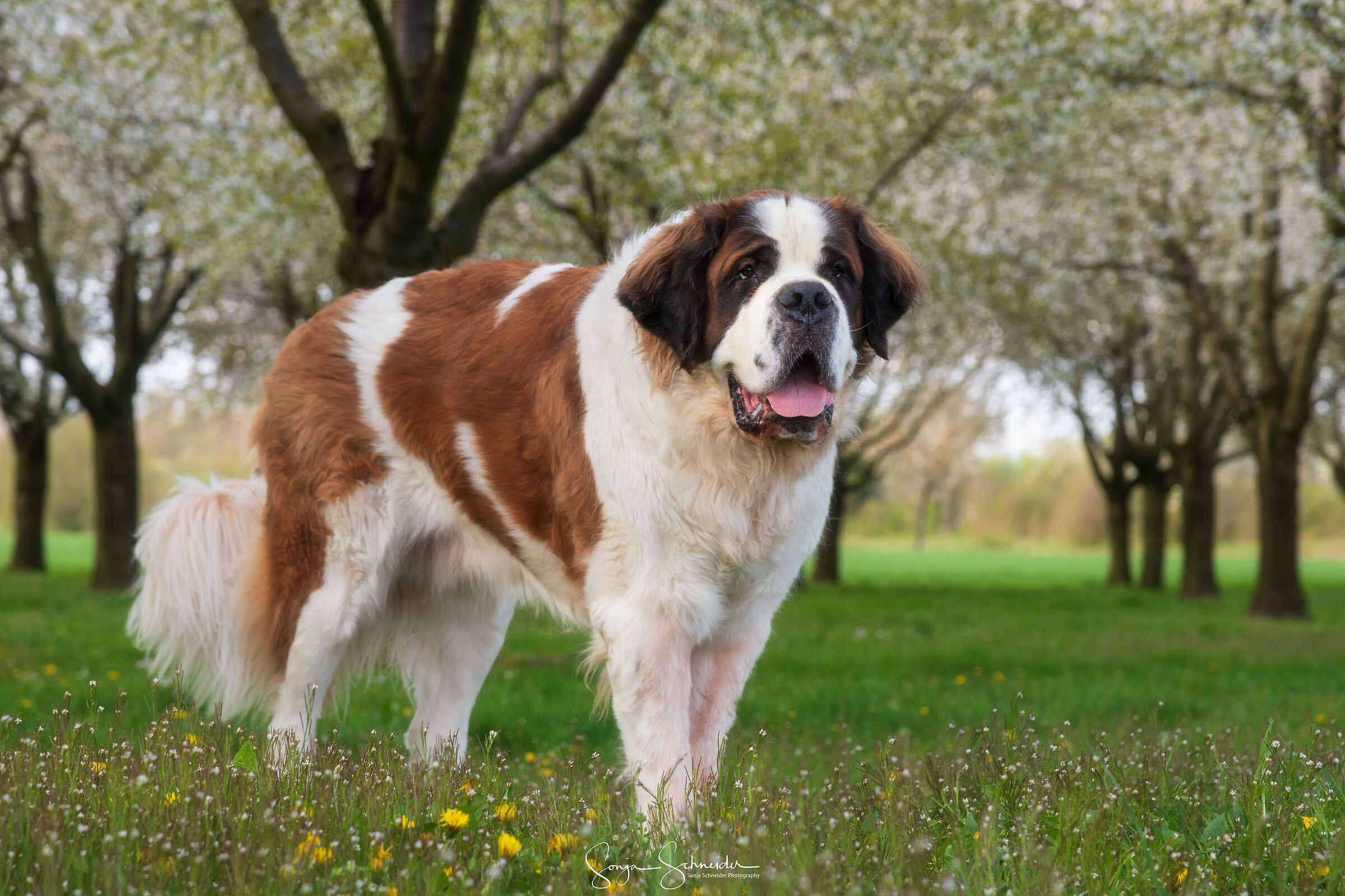 Saint Bernard Kilian