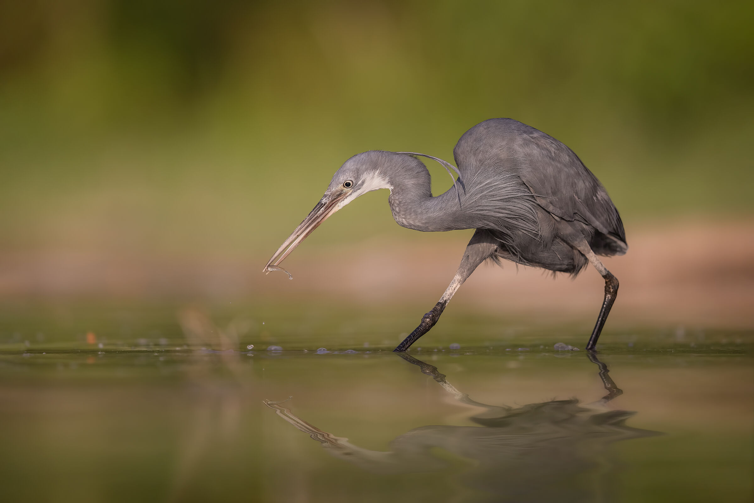 La danza della pesca