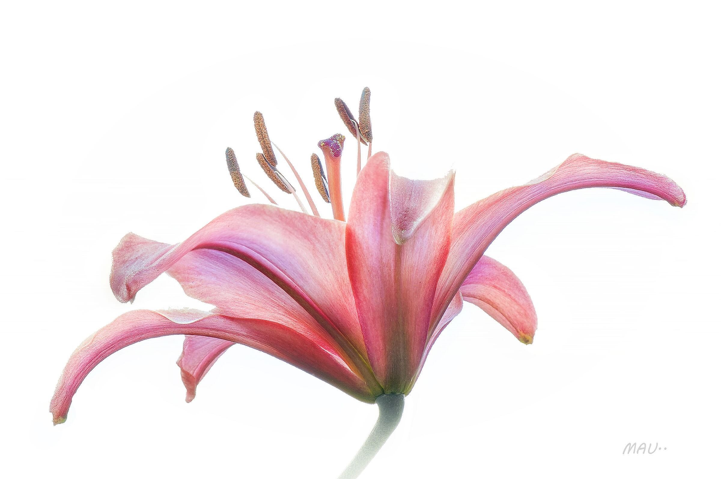 Lilium bulbiferum