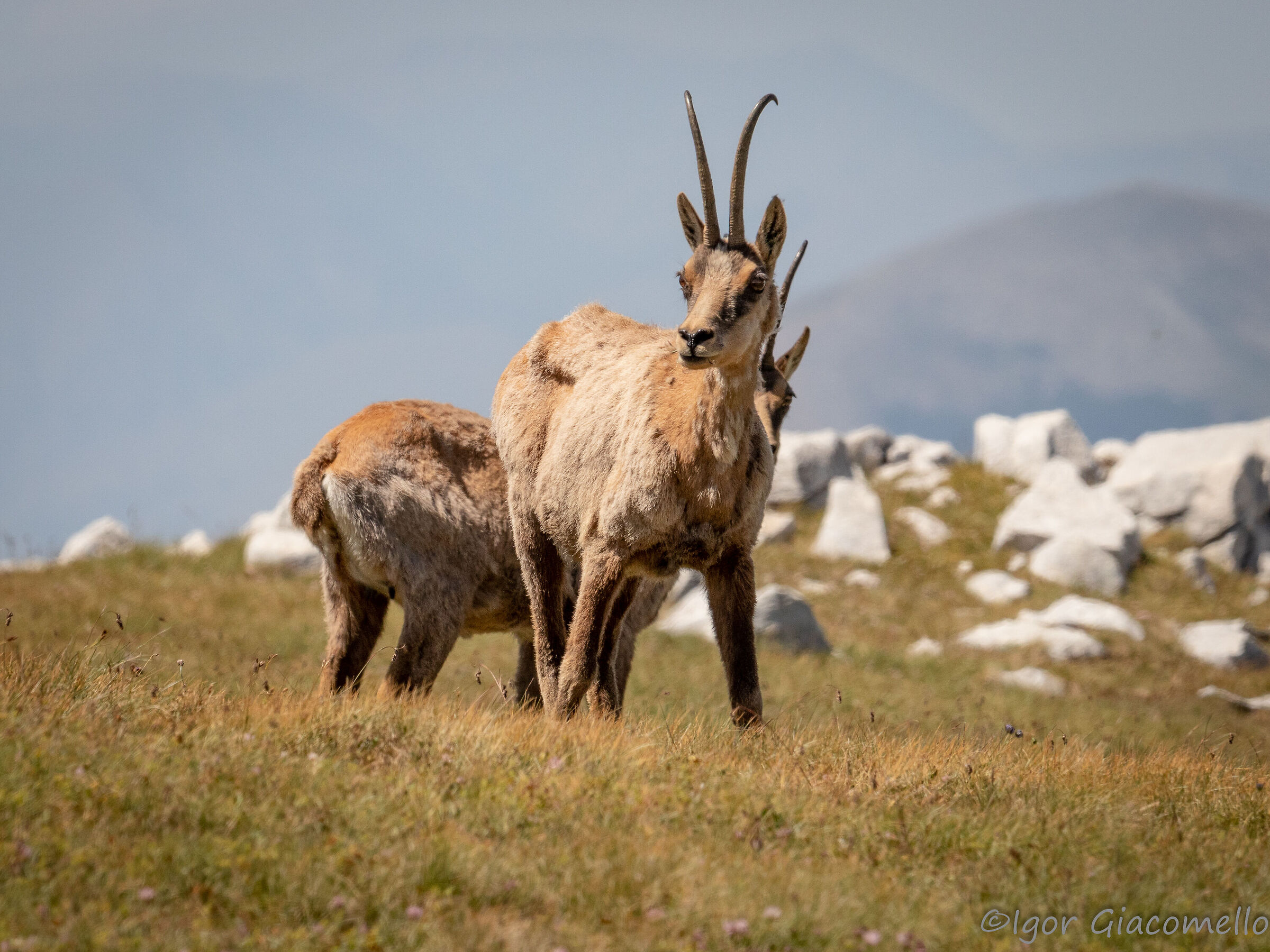 Camosci al Parco d'Abruzzo