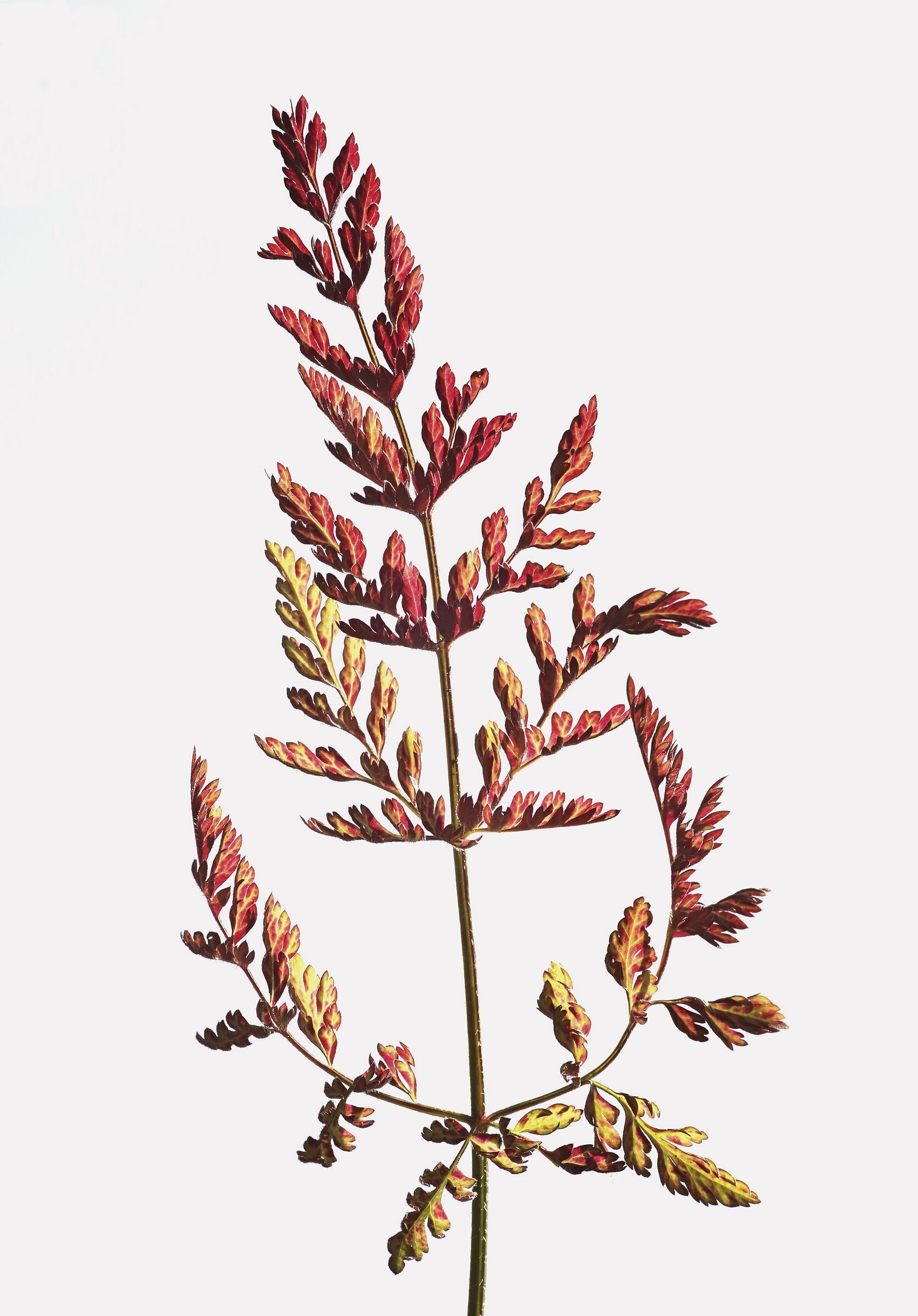 Foglia di Daucus carota