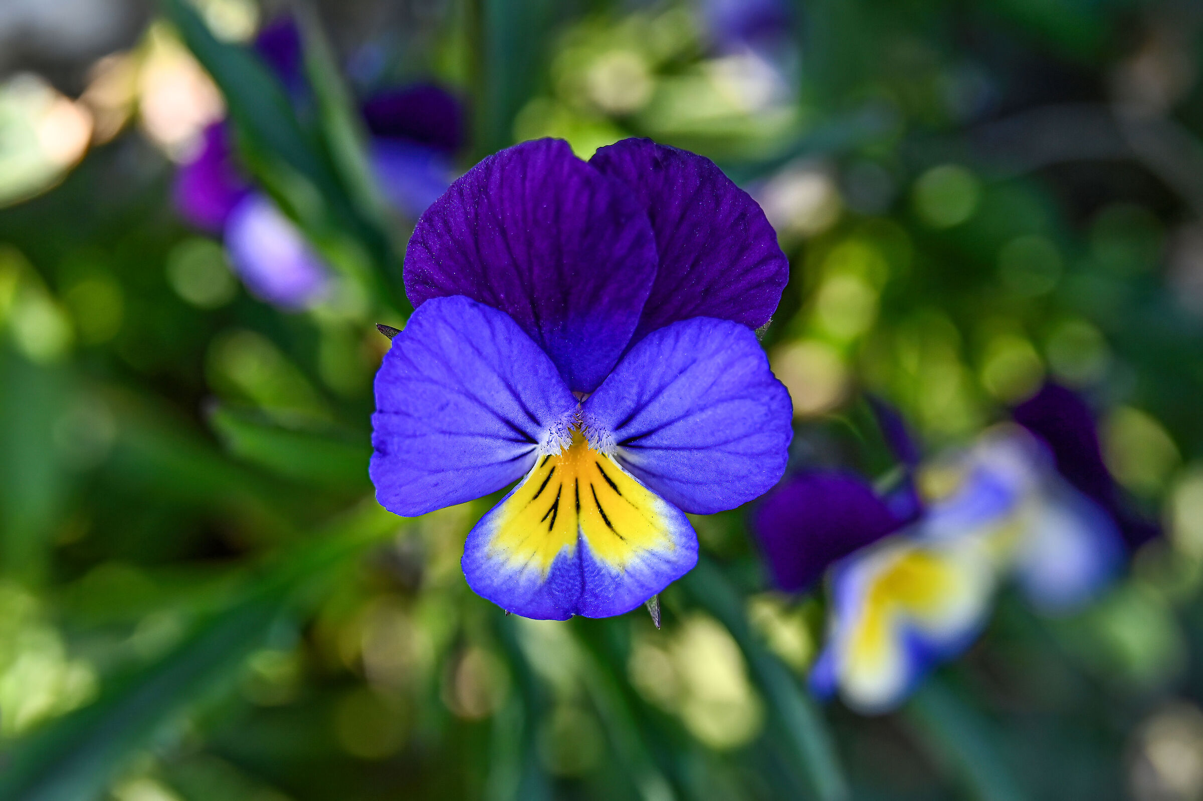 Wild violet