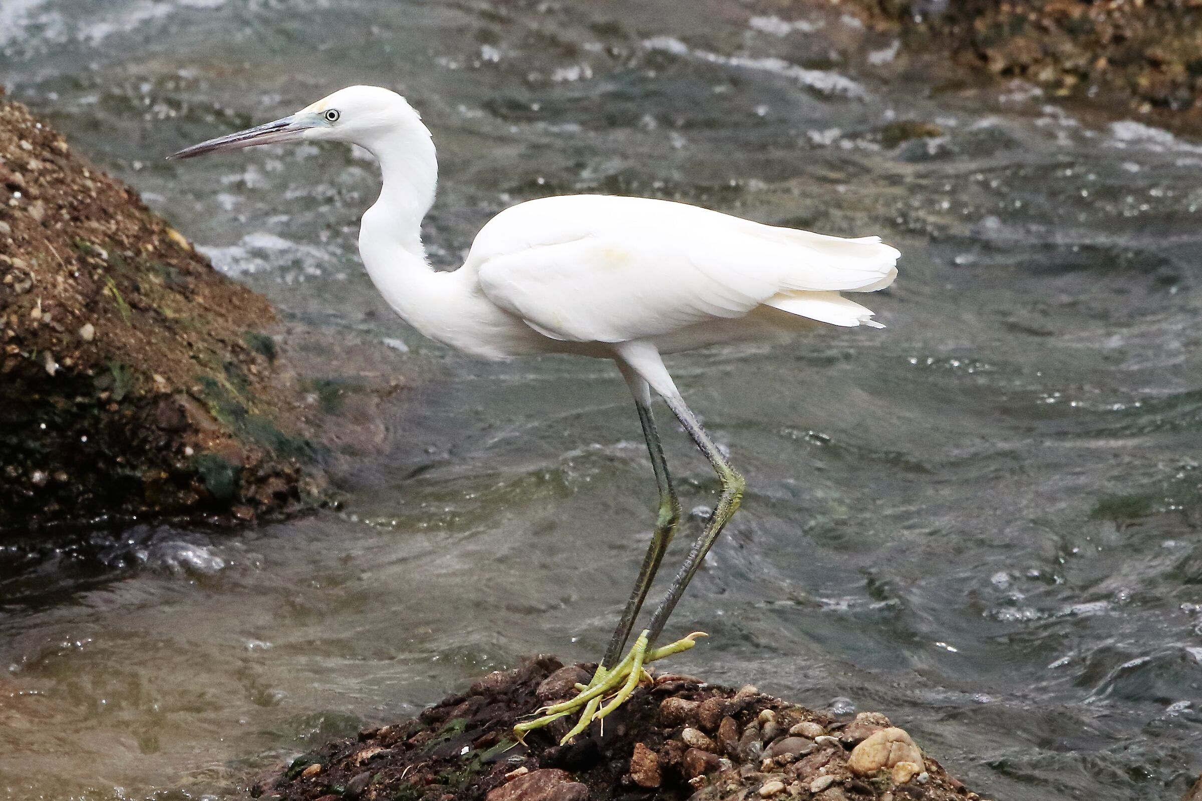 WHITE GREAT HERON
