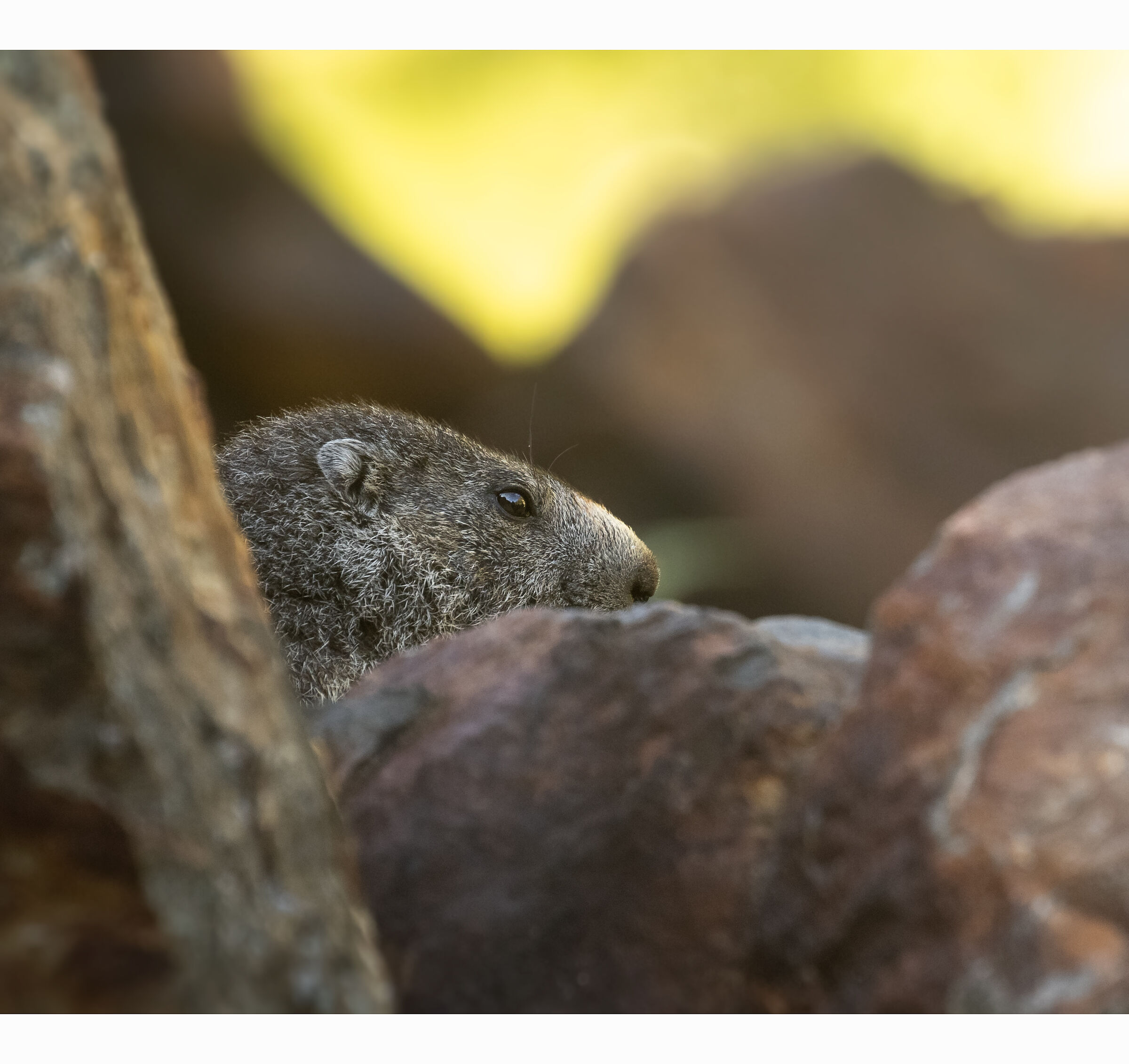 I'm a rock