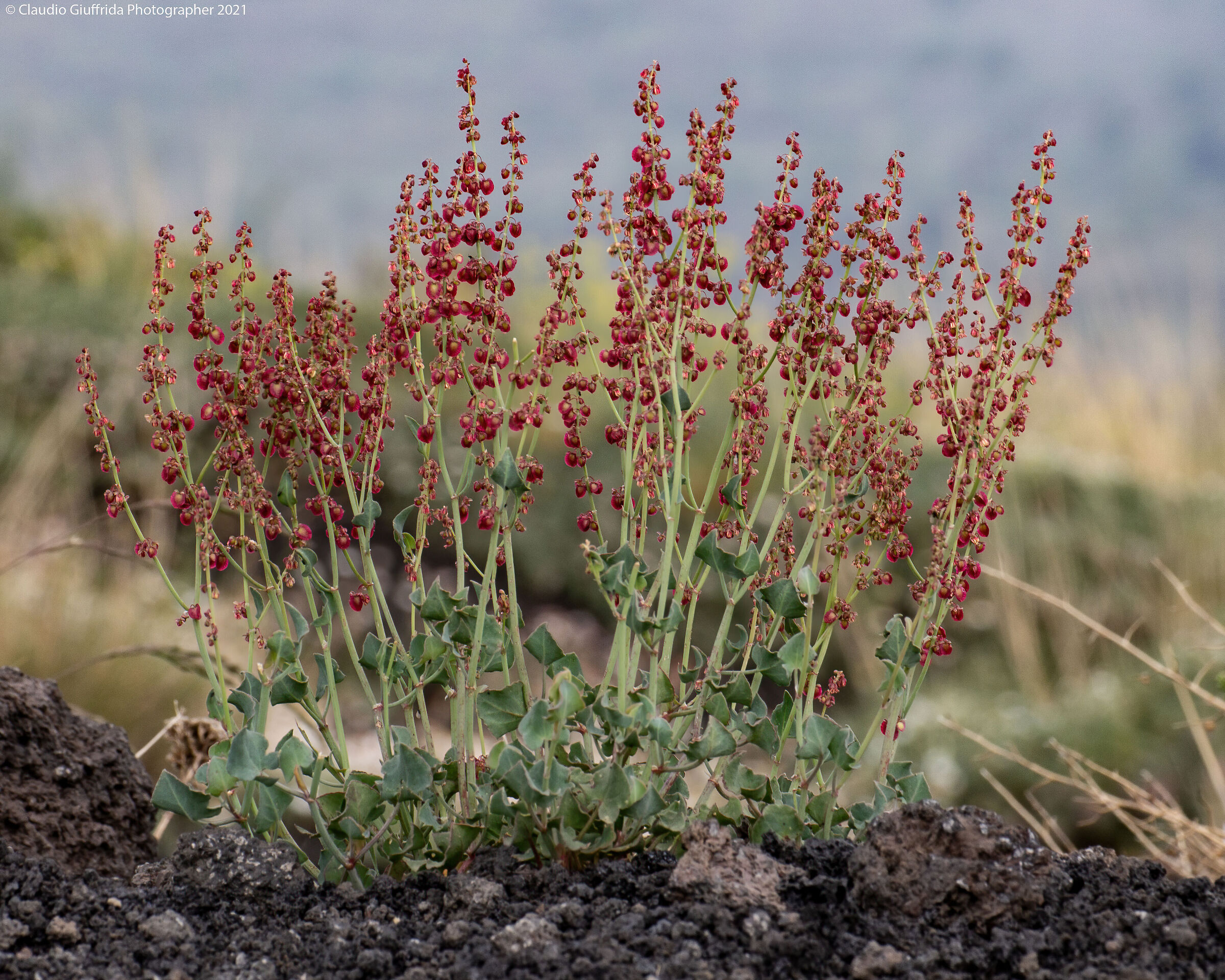Rumex scutatus