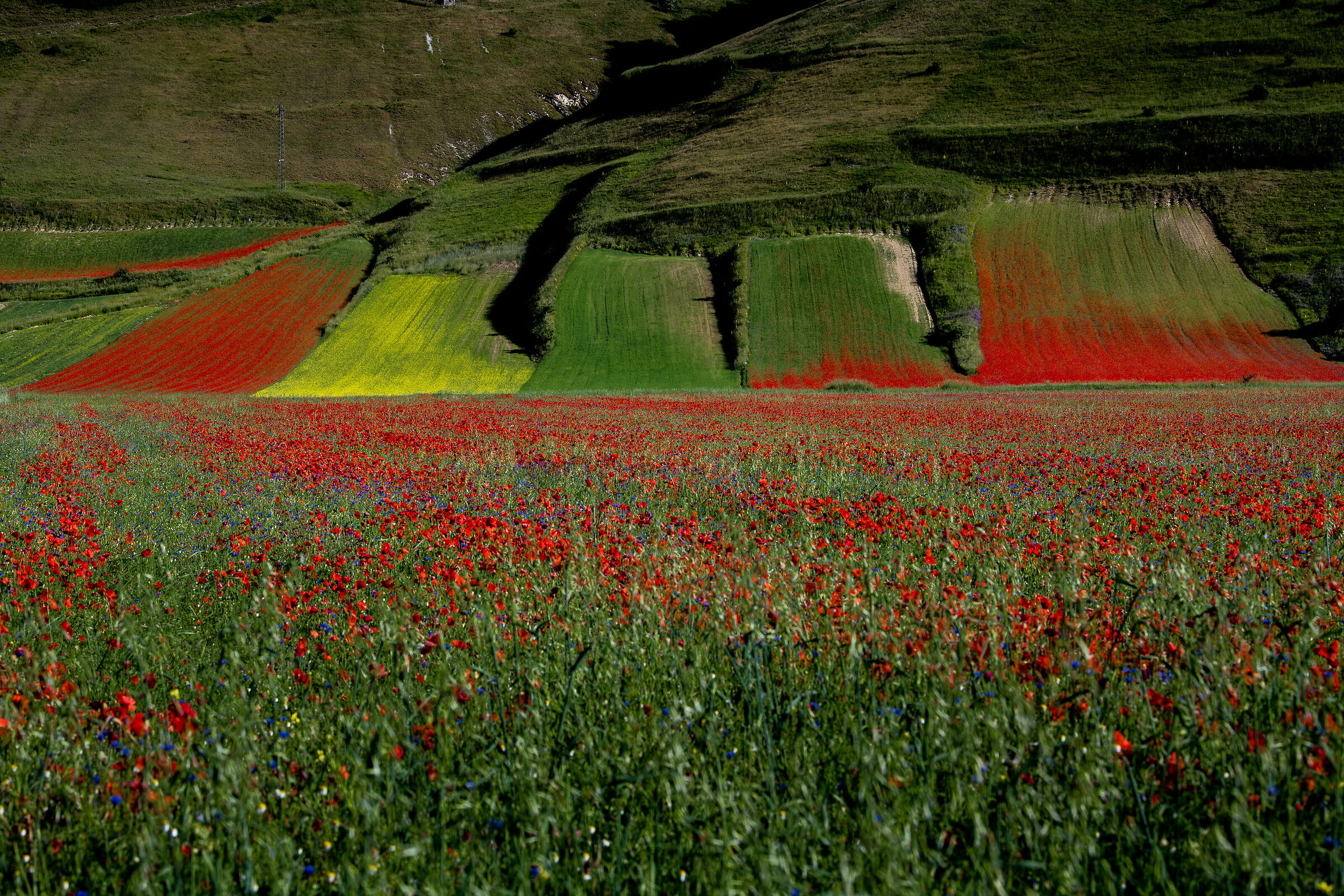 Castelluccio