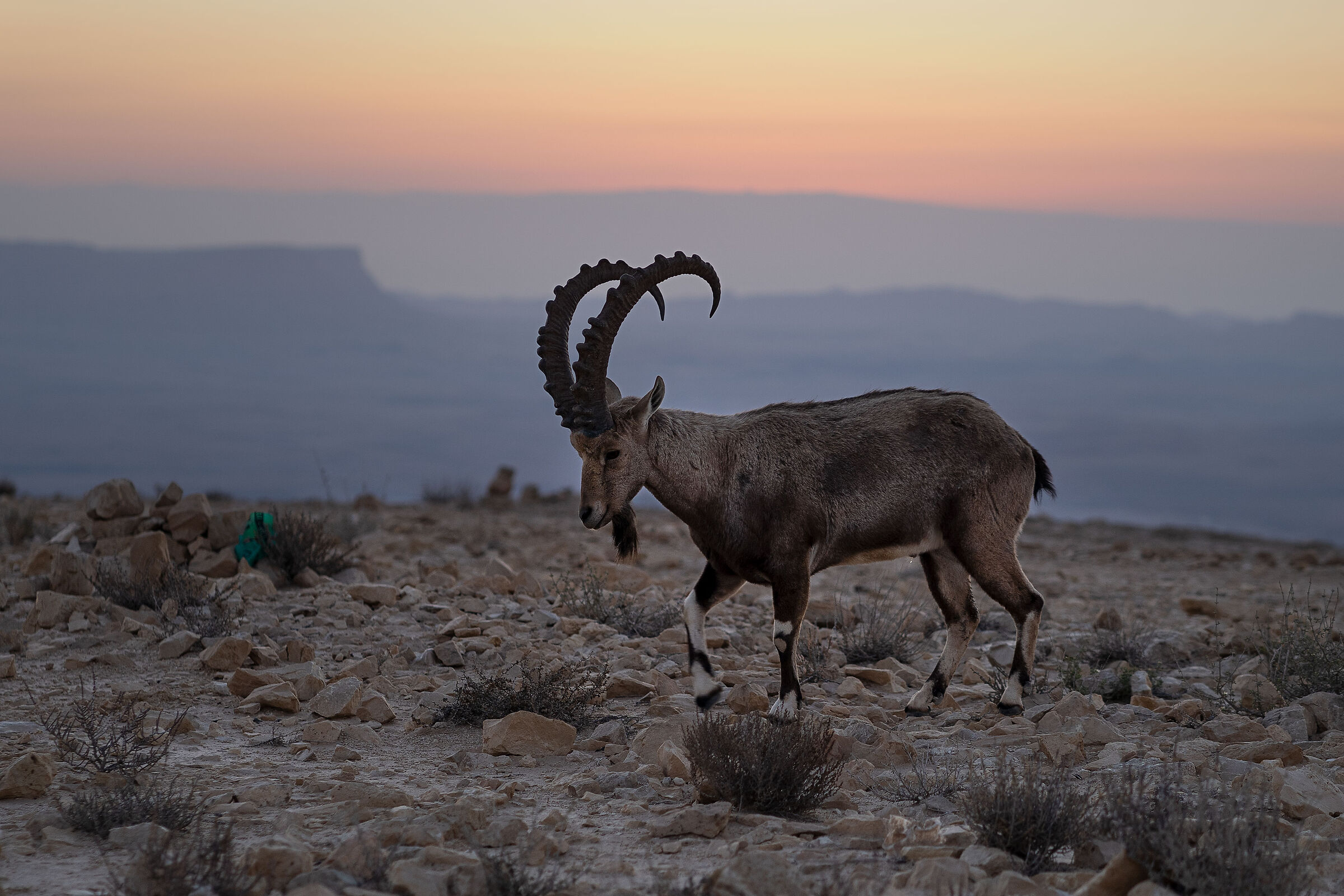 Ibex