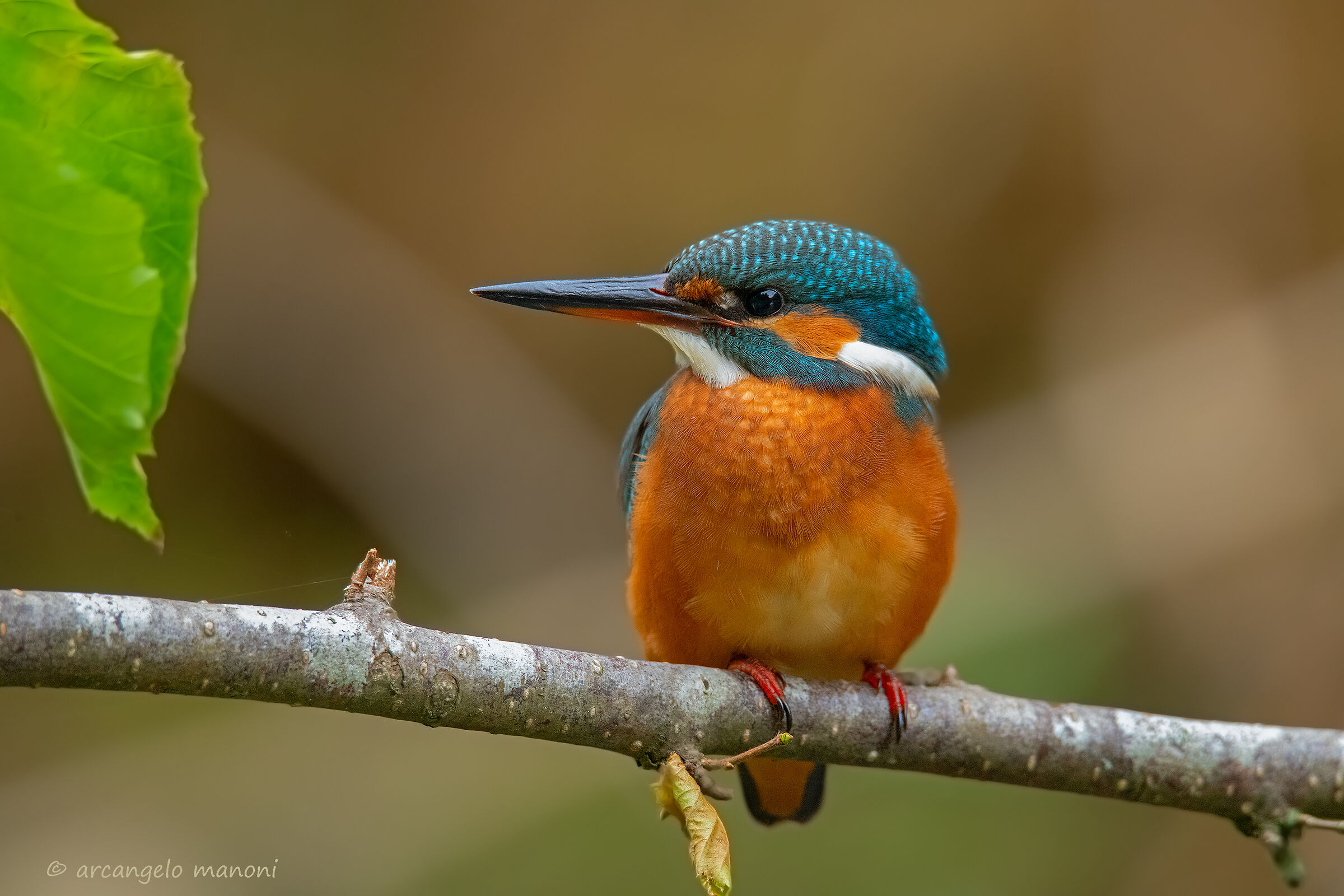 New portrait at the martina