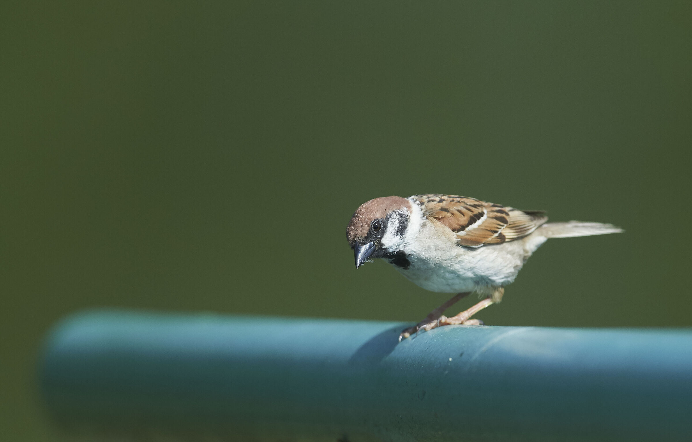 Just a House Sparrow