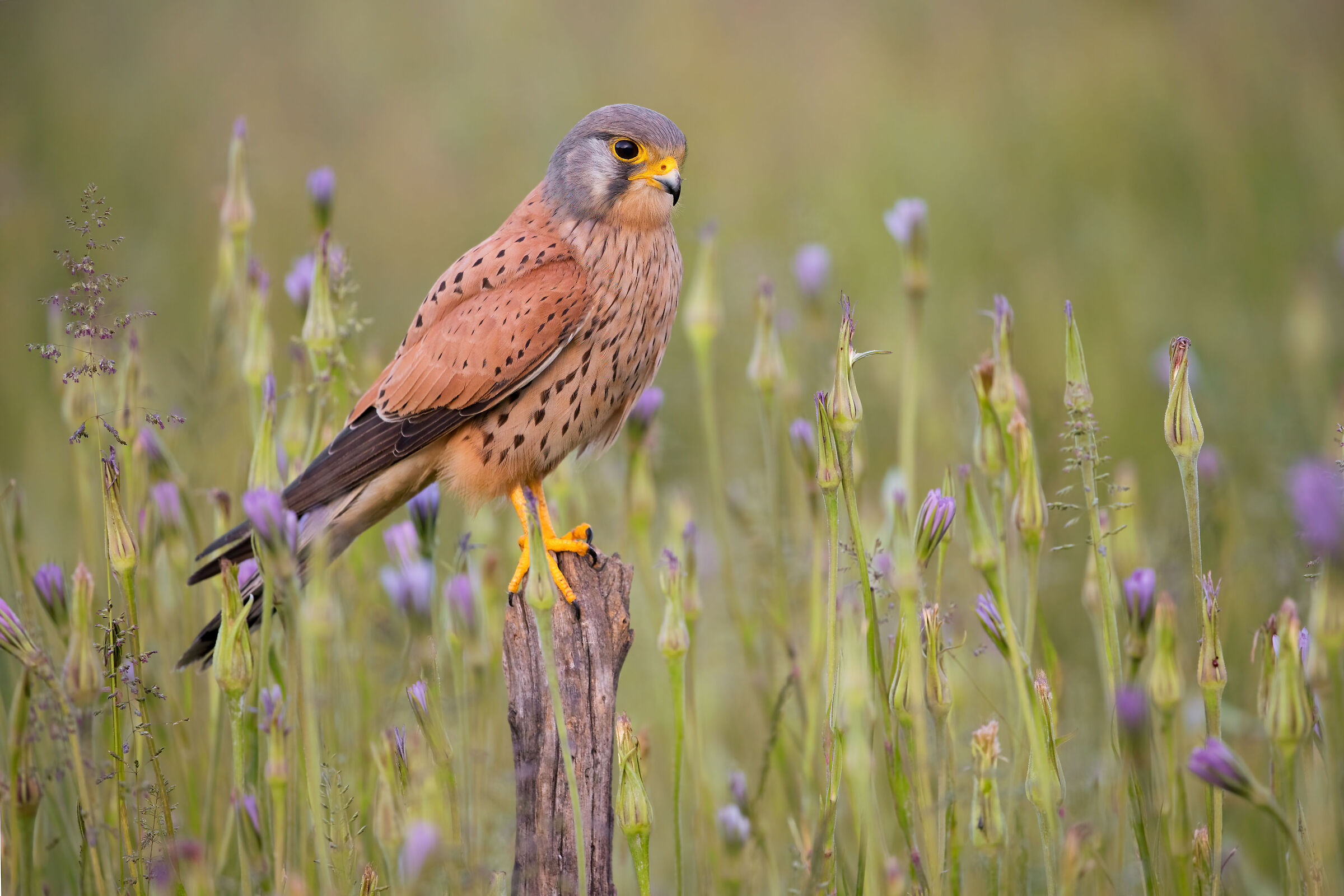 kestrel