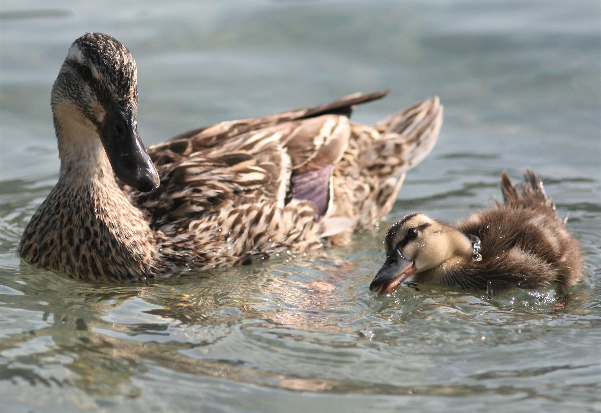 Mother's Heart