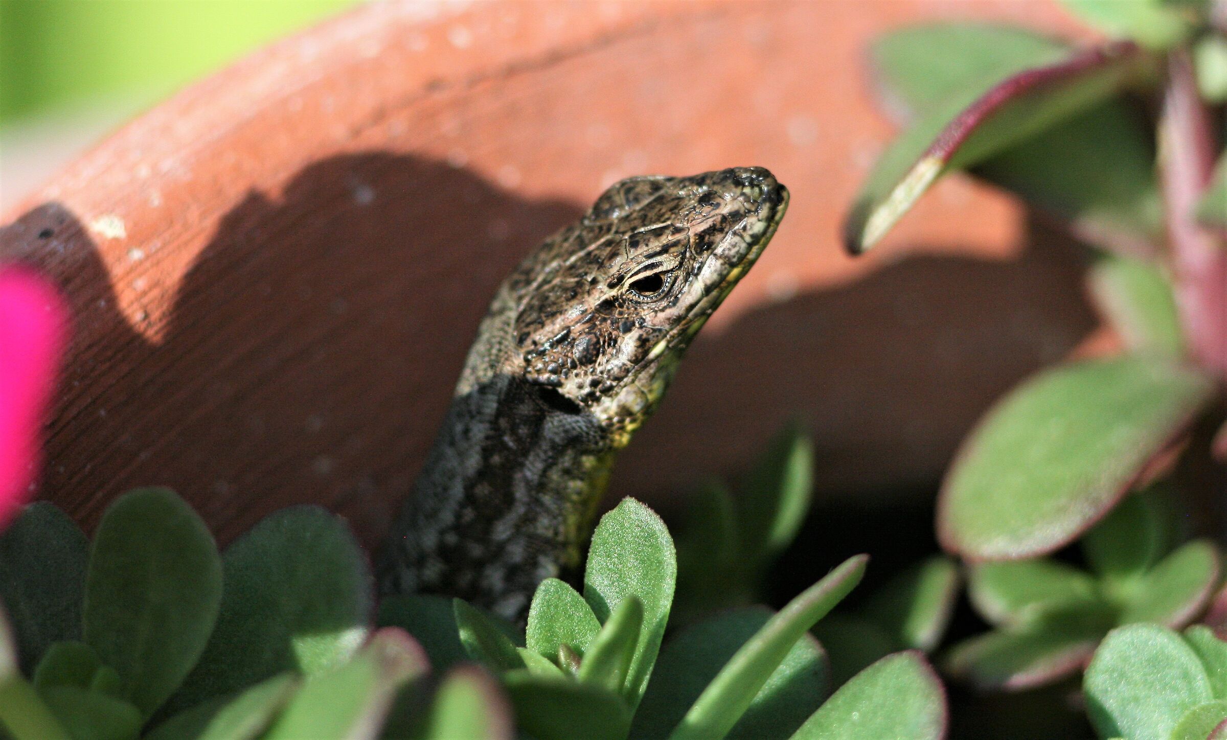 Lizard peeps out