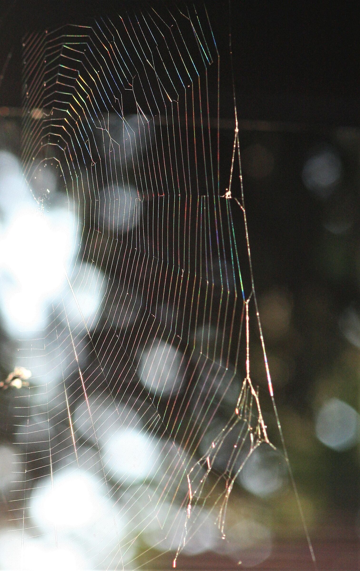 Cobweb