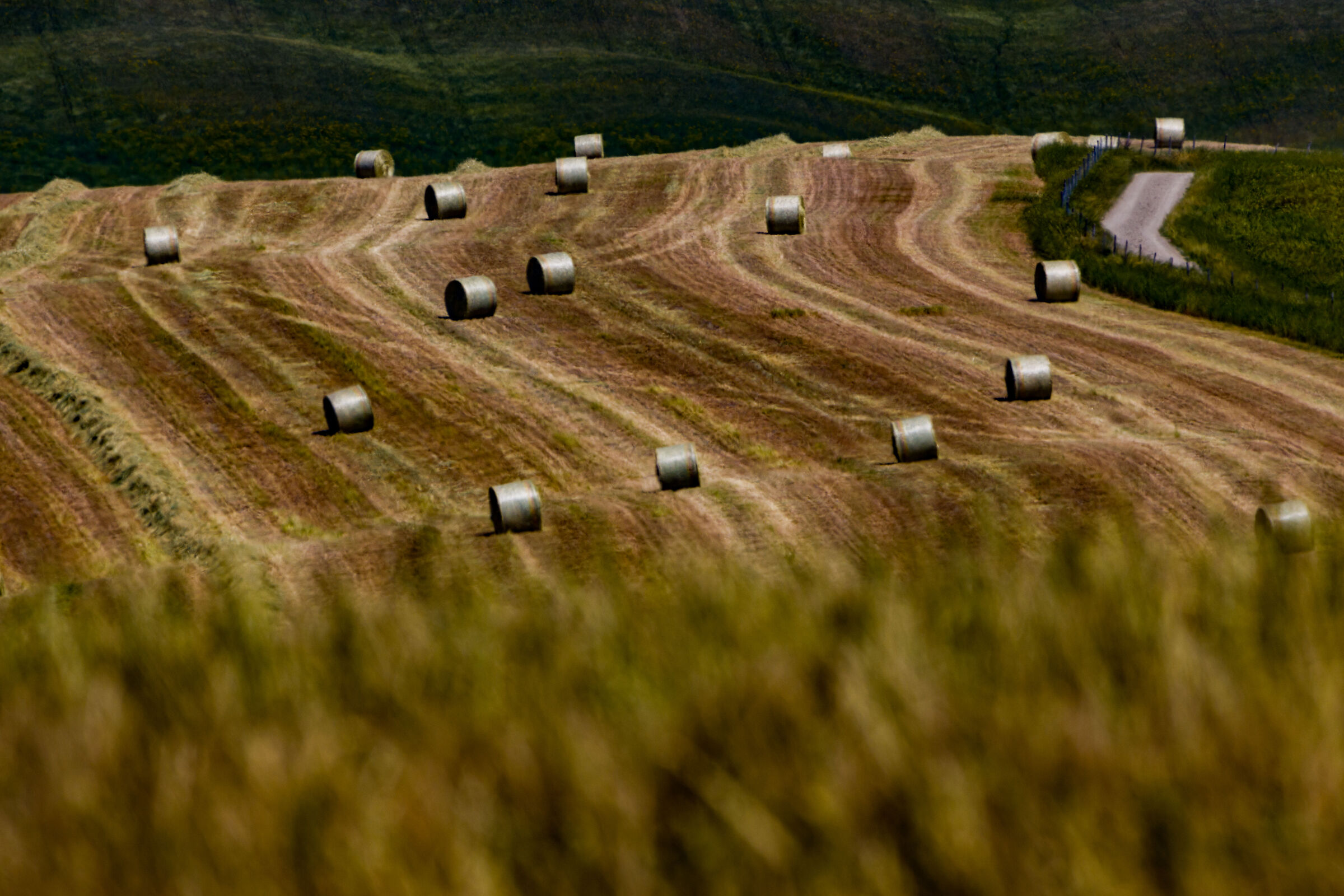 Hay hour in Tuscany
