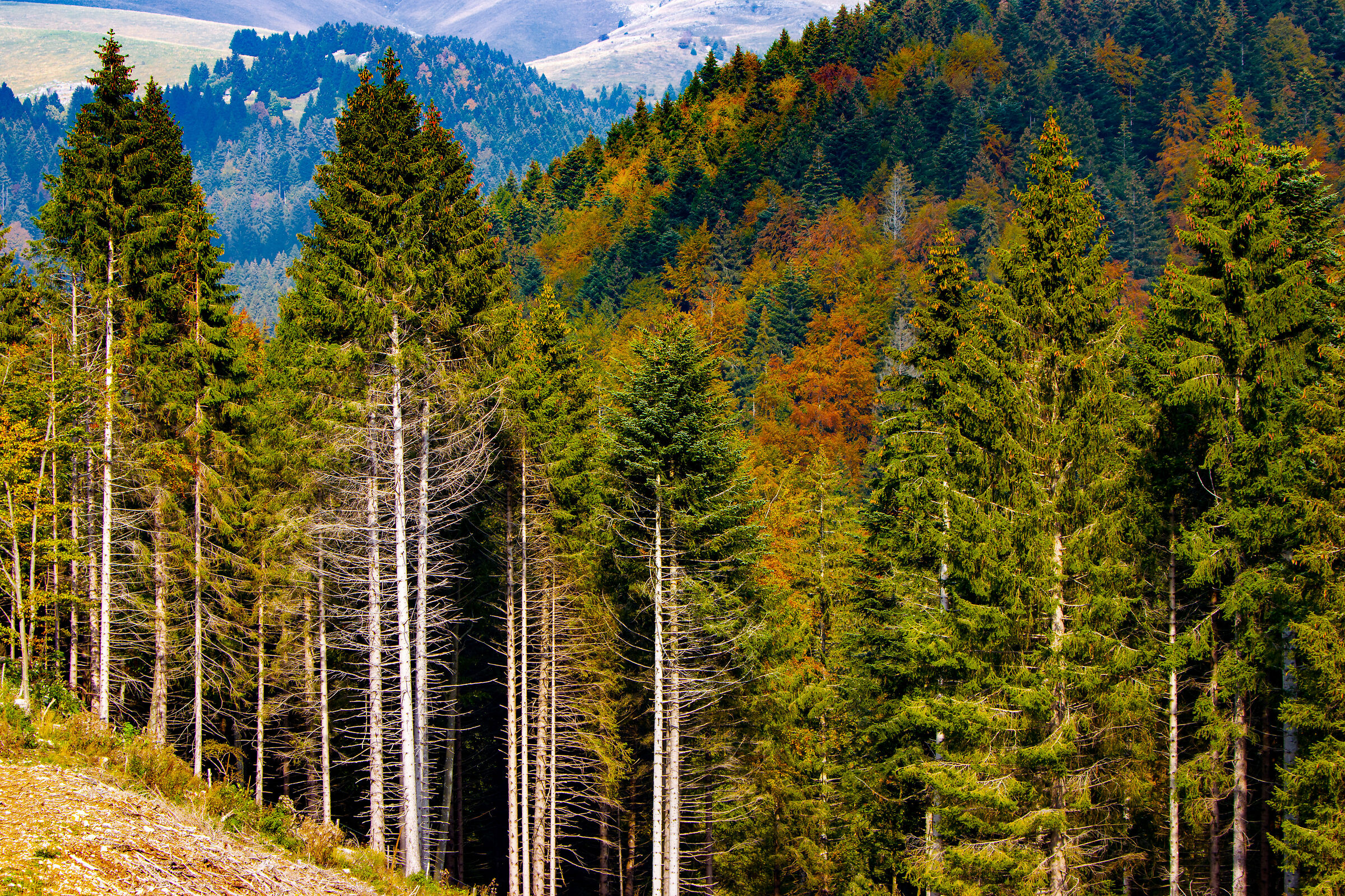 The Folignani forest
