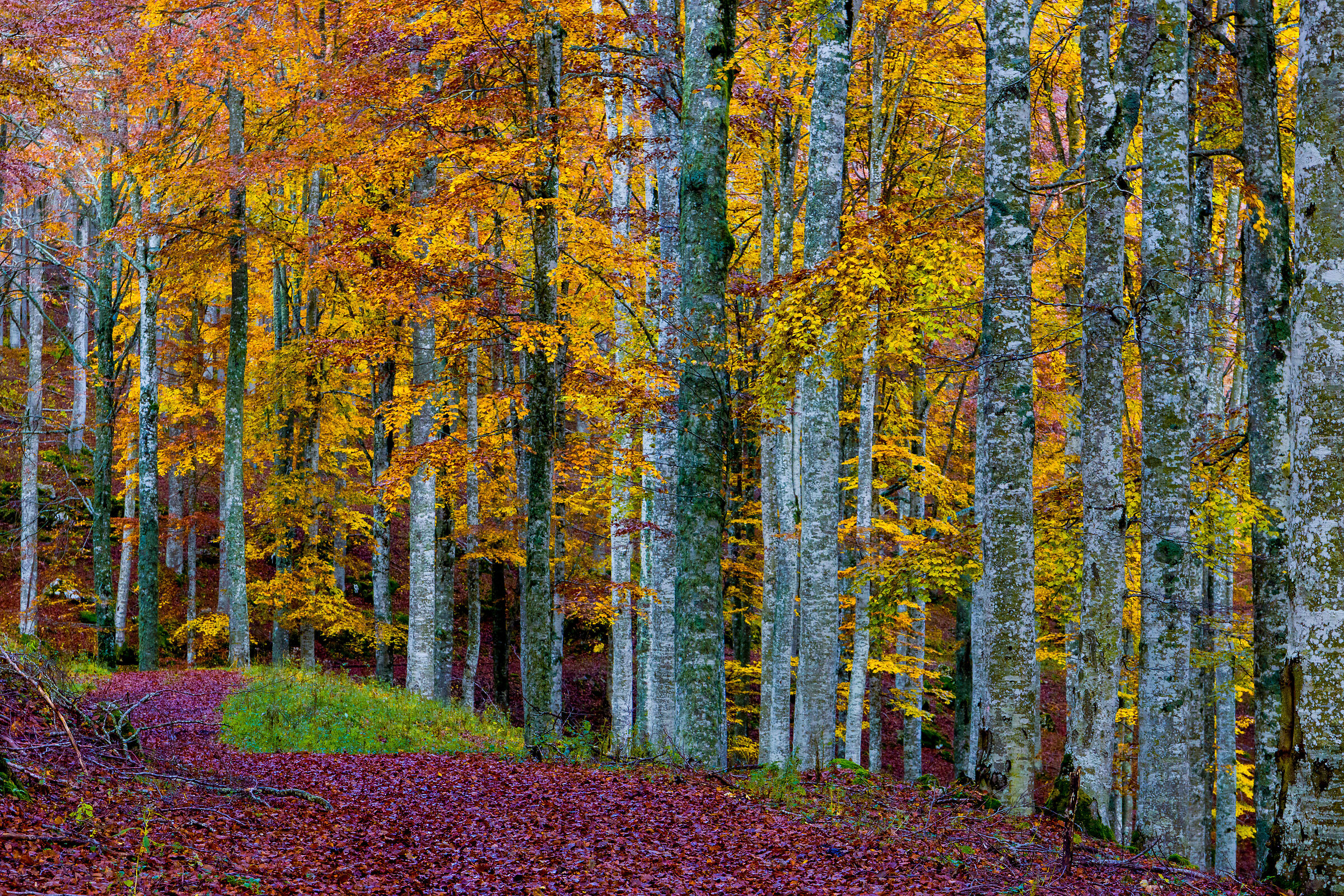 Autumn in the Cansiglio forest