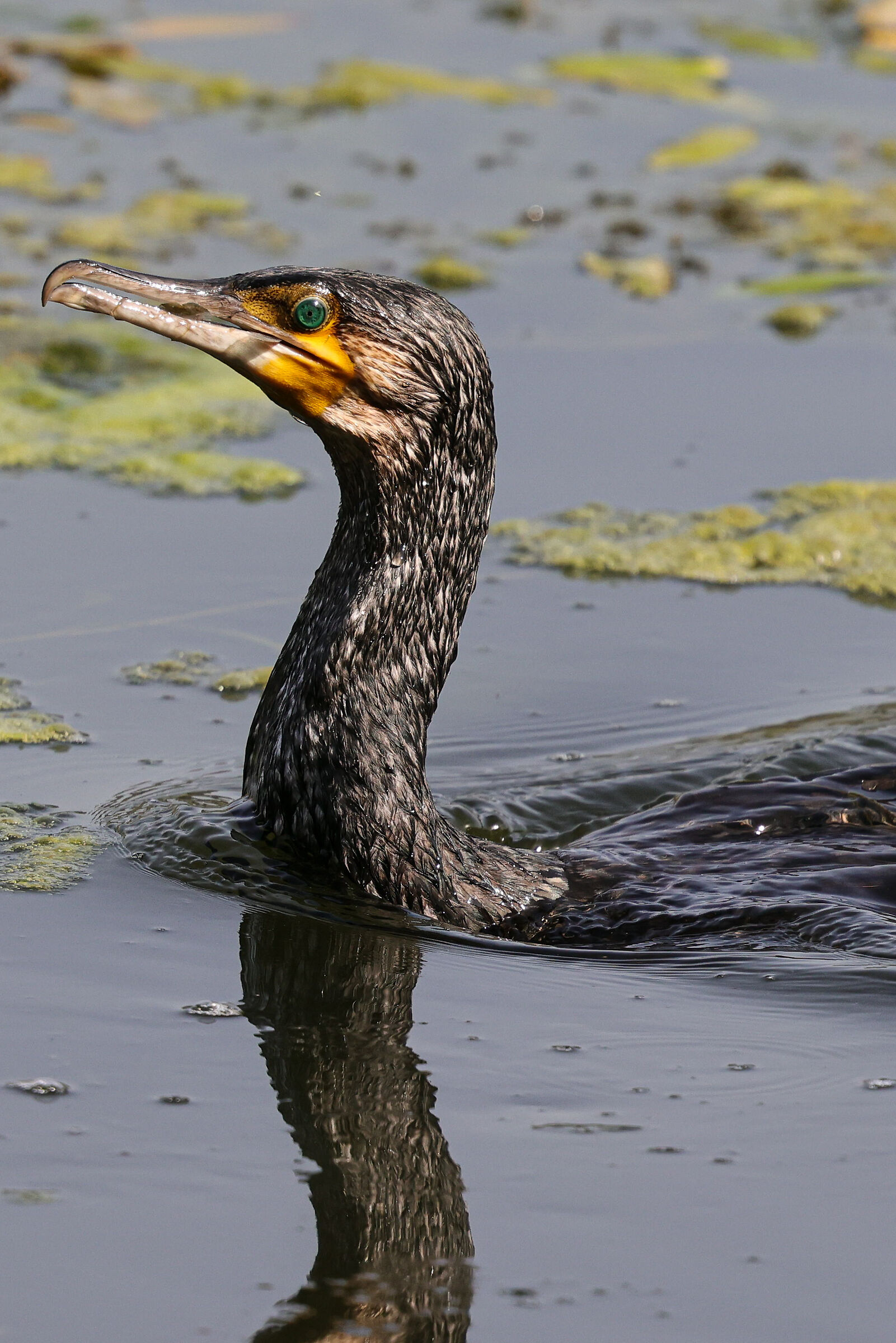 Cormorant posing
