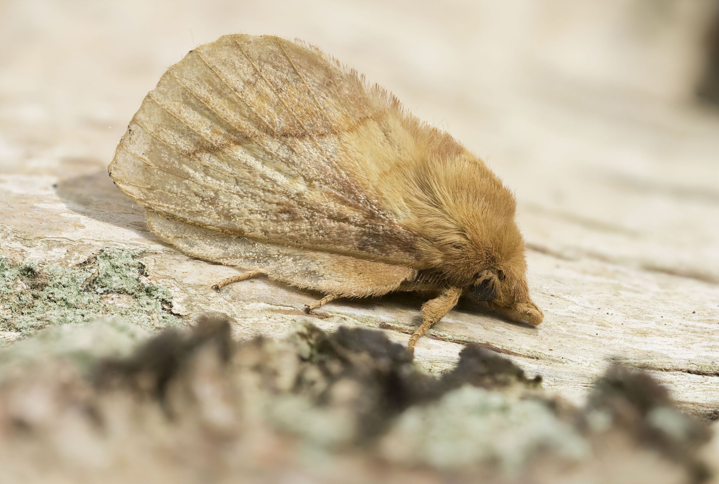 Potatoria euthrix