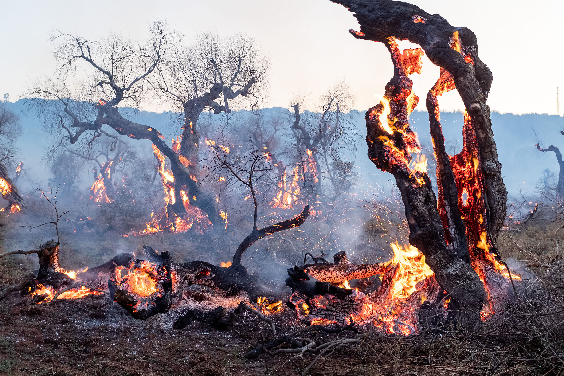 Triste incendio, ulivi secolari. Salento