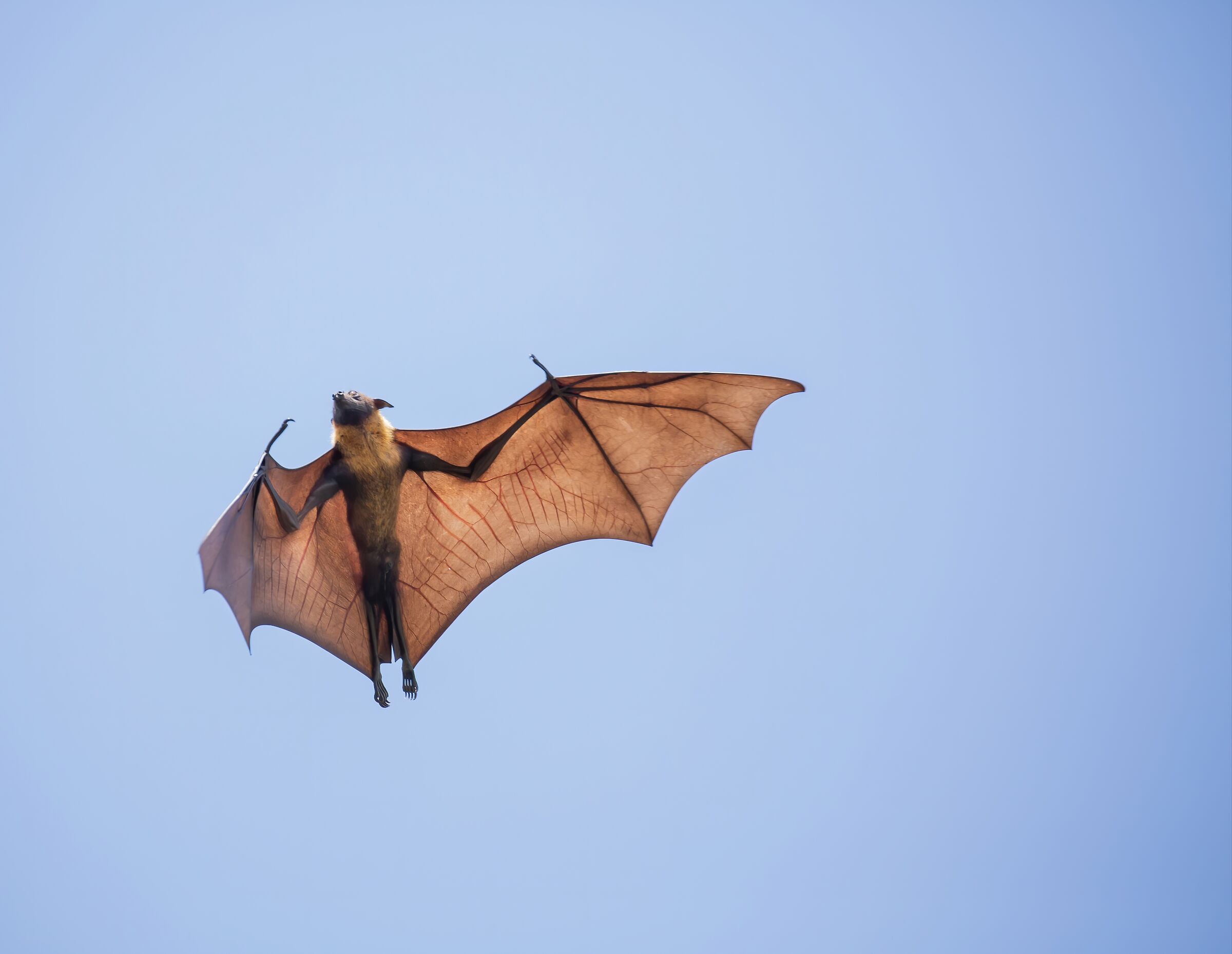 Flying fox on the "fly"