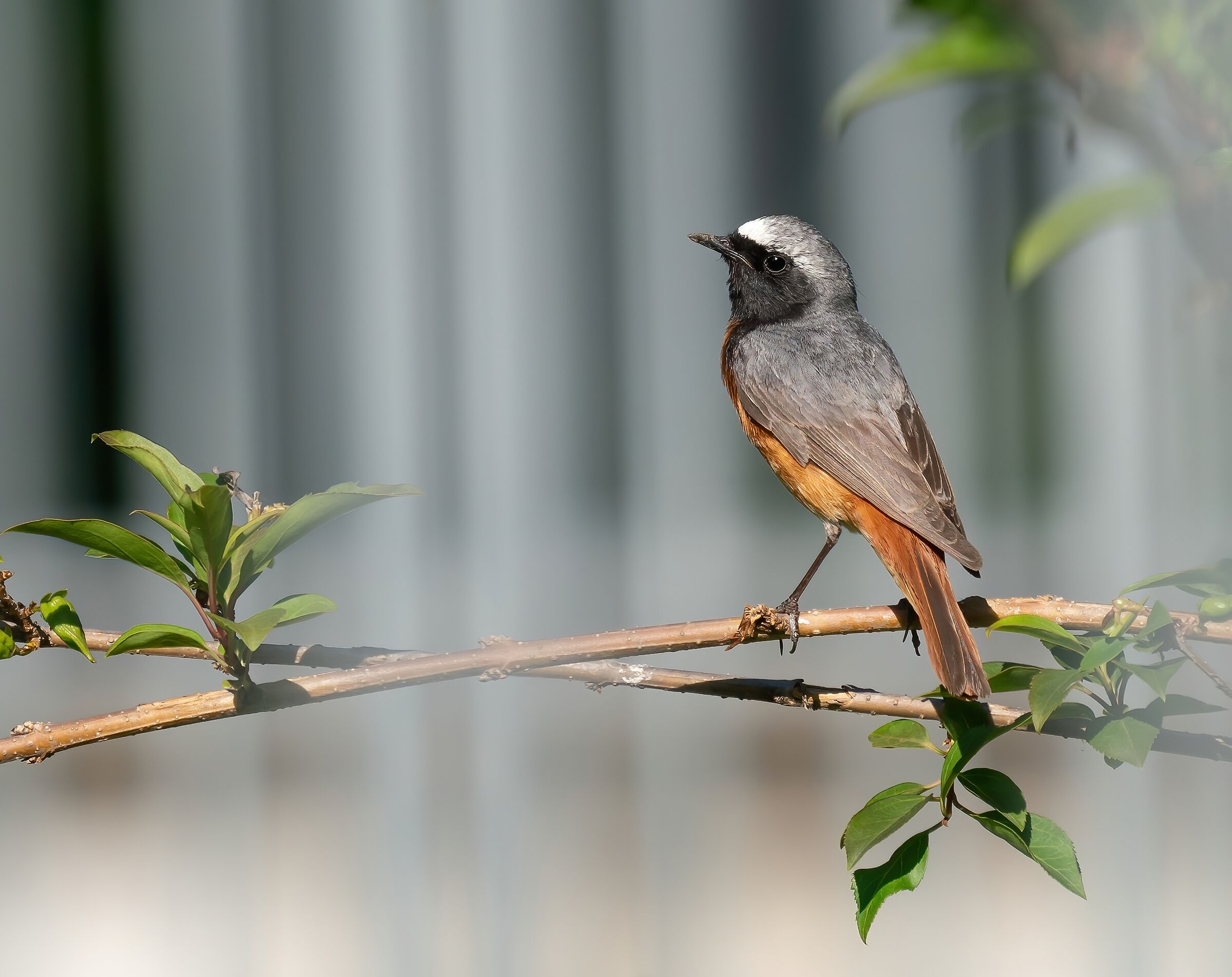 City redstart