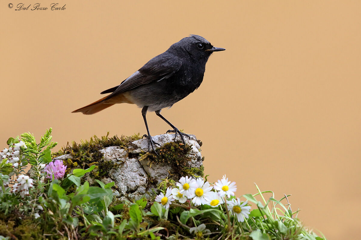 black redstart