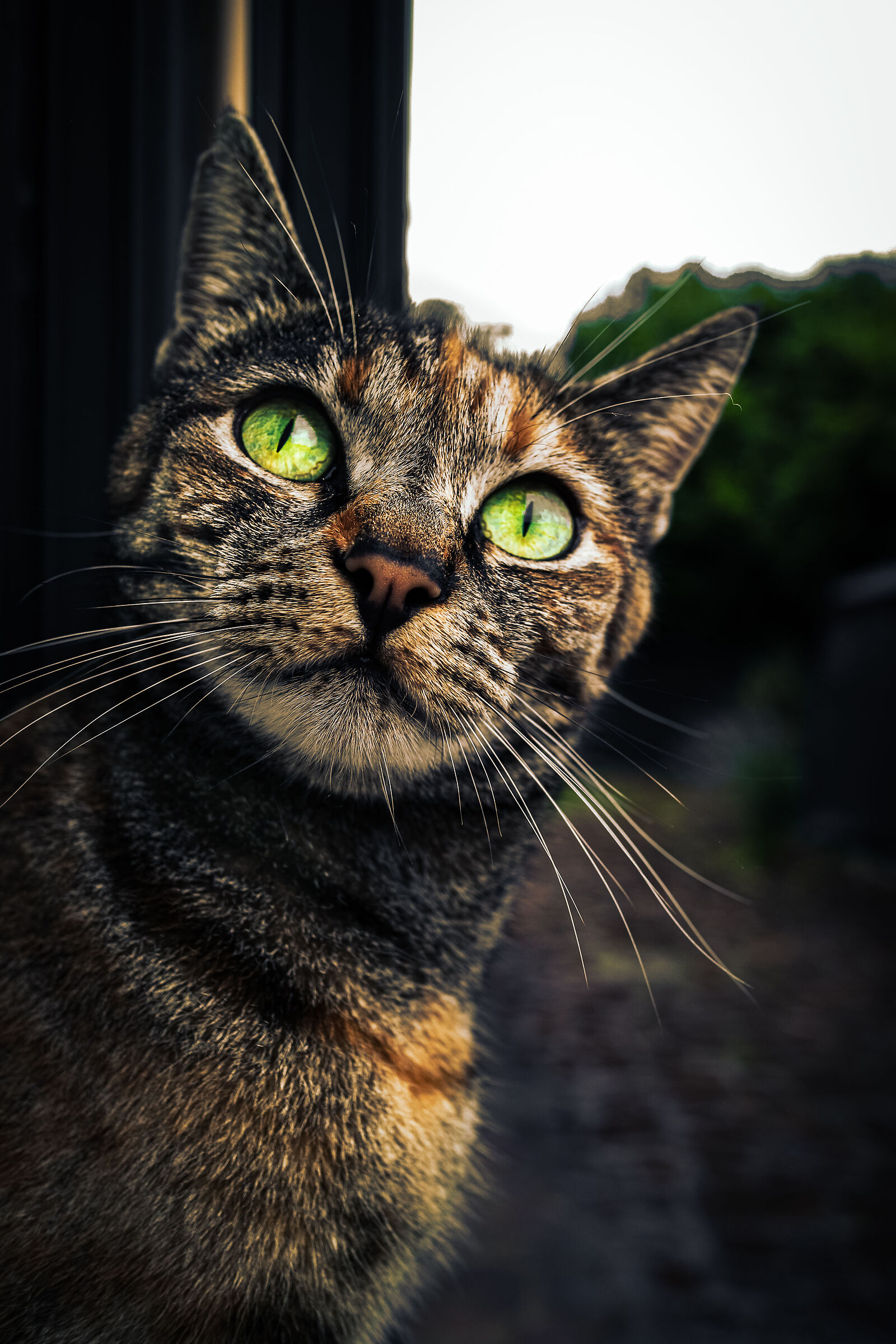 Lucy