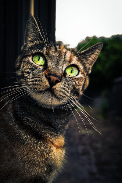 Foto