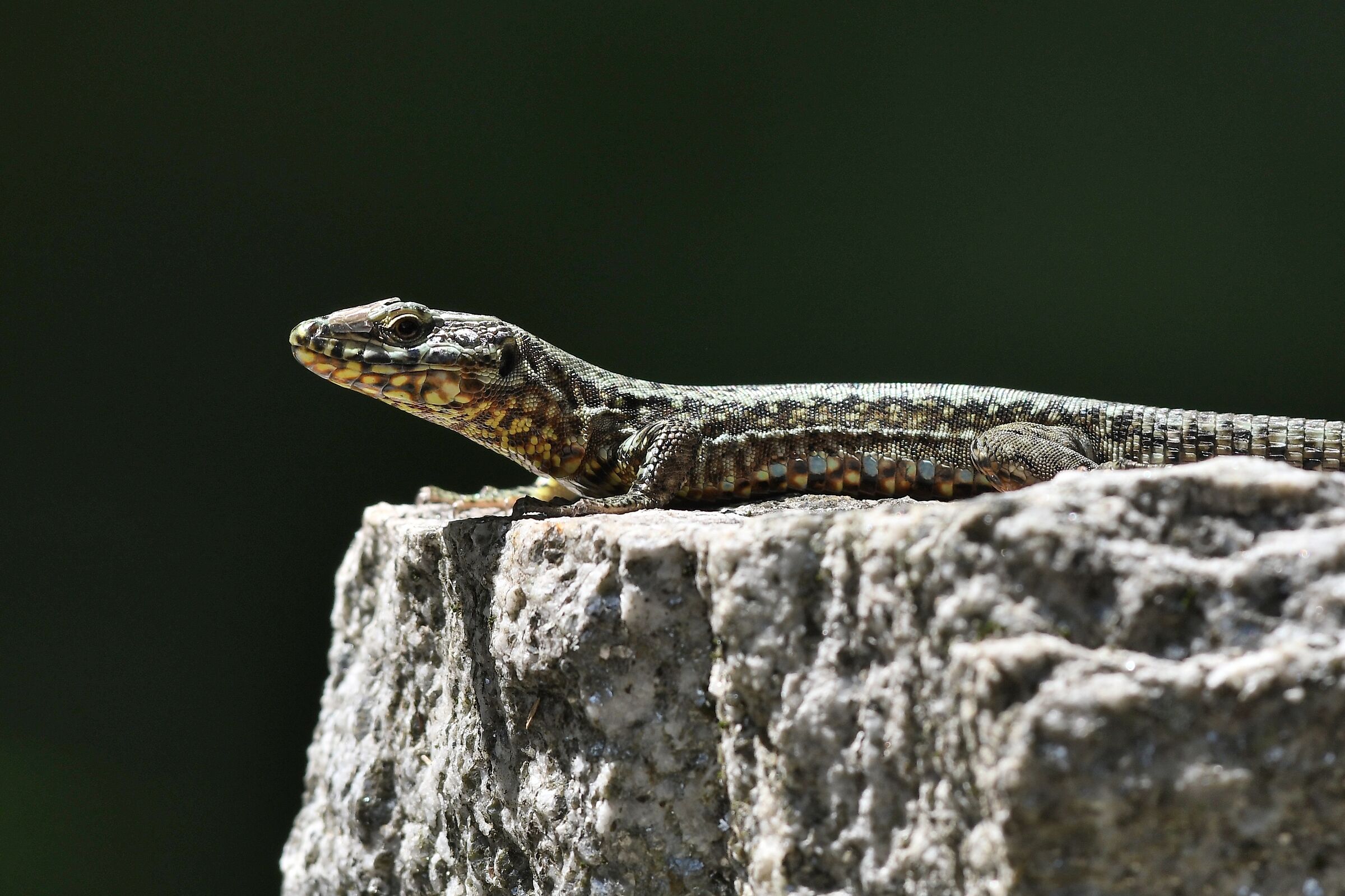 Podarcis muralis