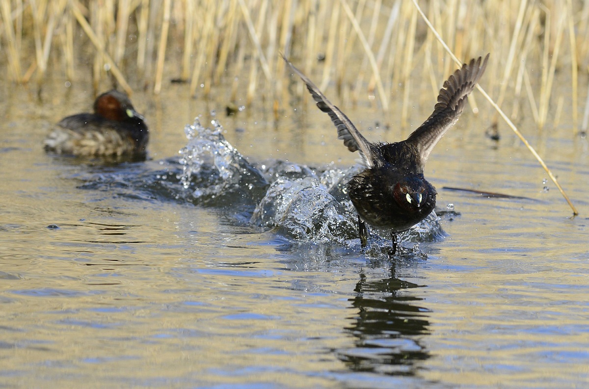 tuffetto's attack!!!