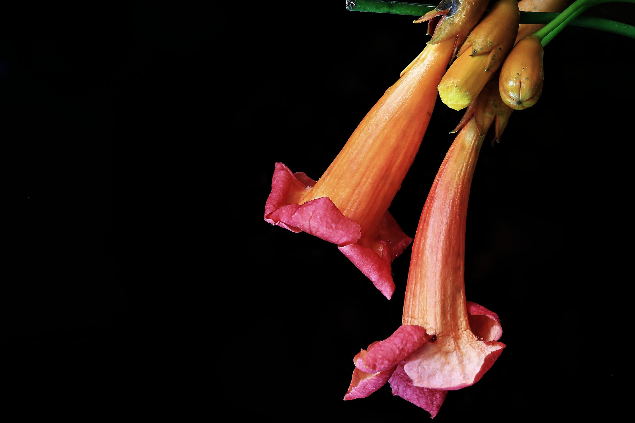 Bignonia