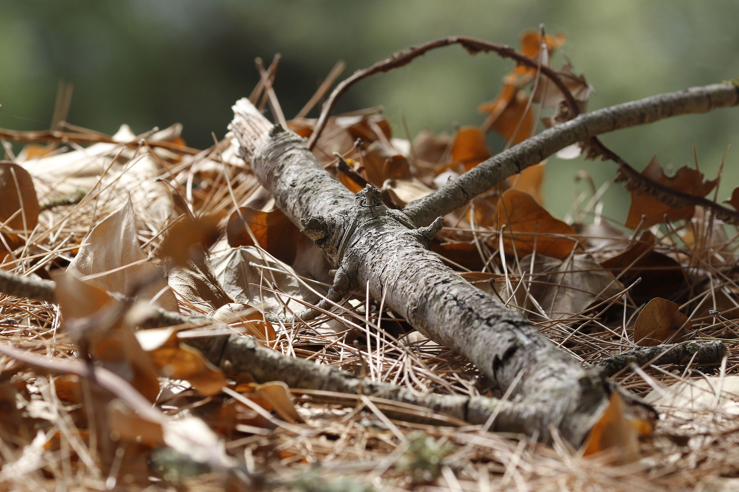 " Crop 216 " Canon 135 F. 2 L, 7 D II