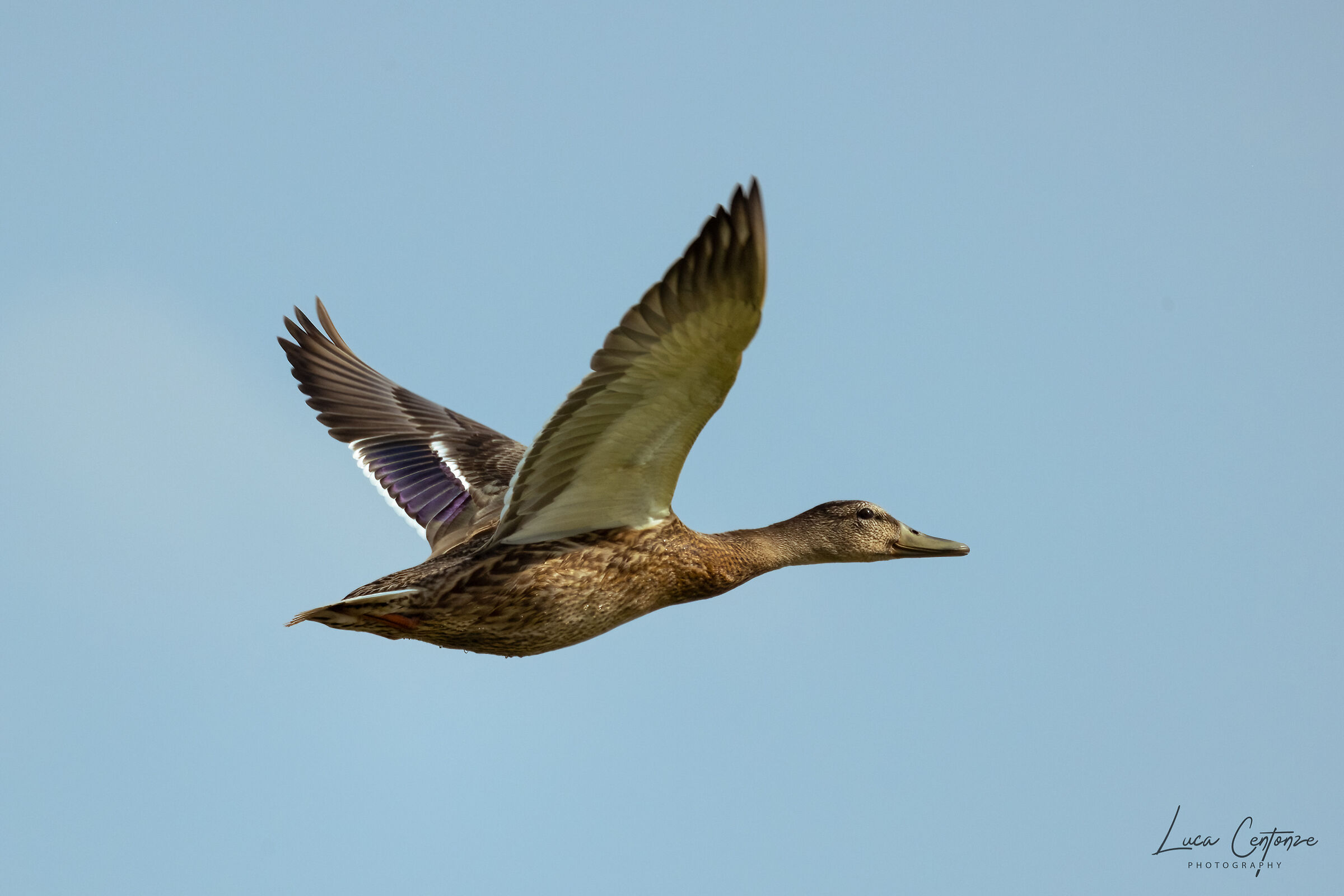 Mallard Duck (Anas platyrhynchos) Germano Reale