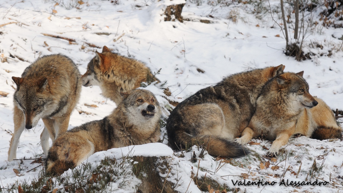 Il risveglio del branco