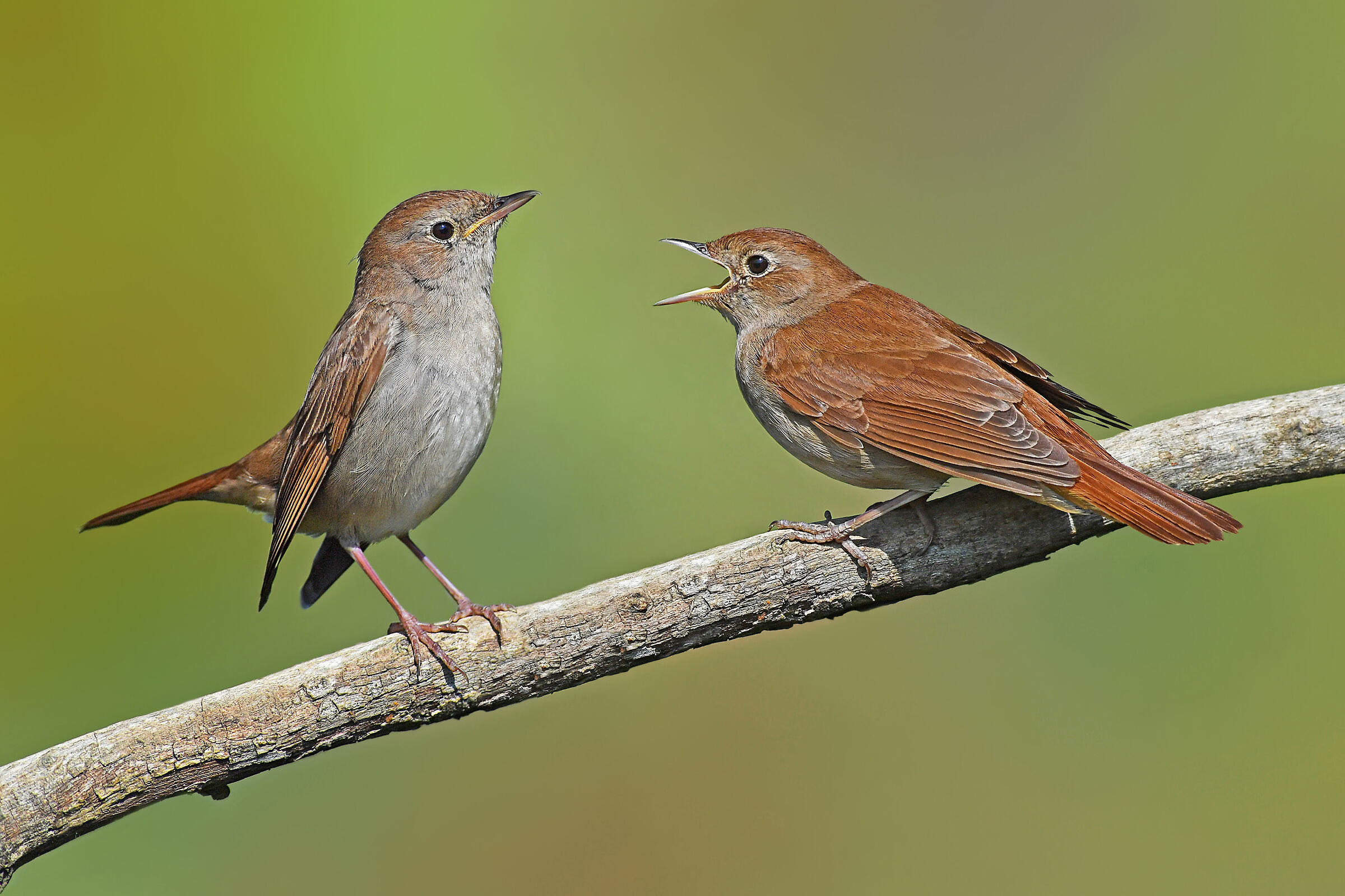 Stories of feathers ( Nightingale )