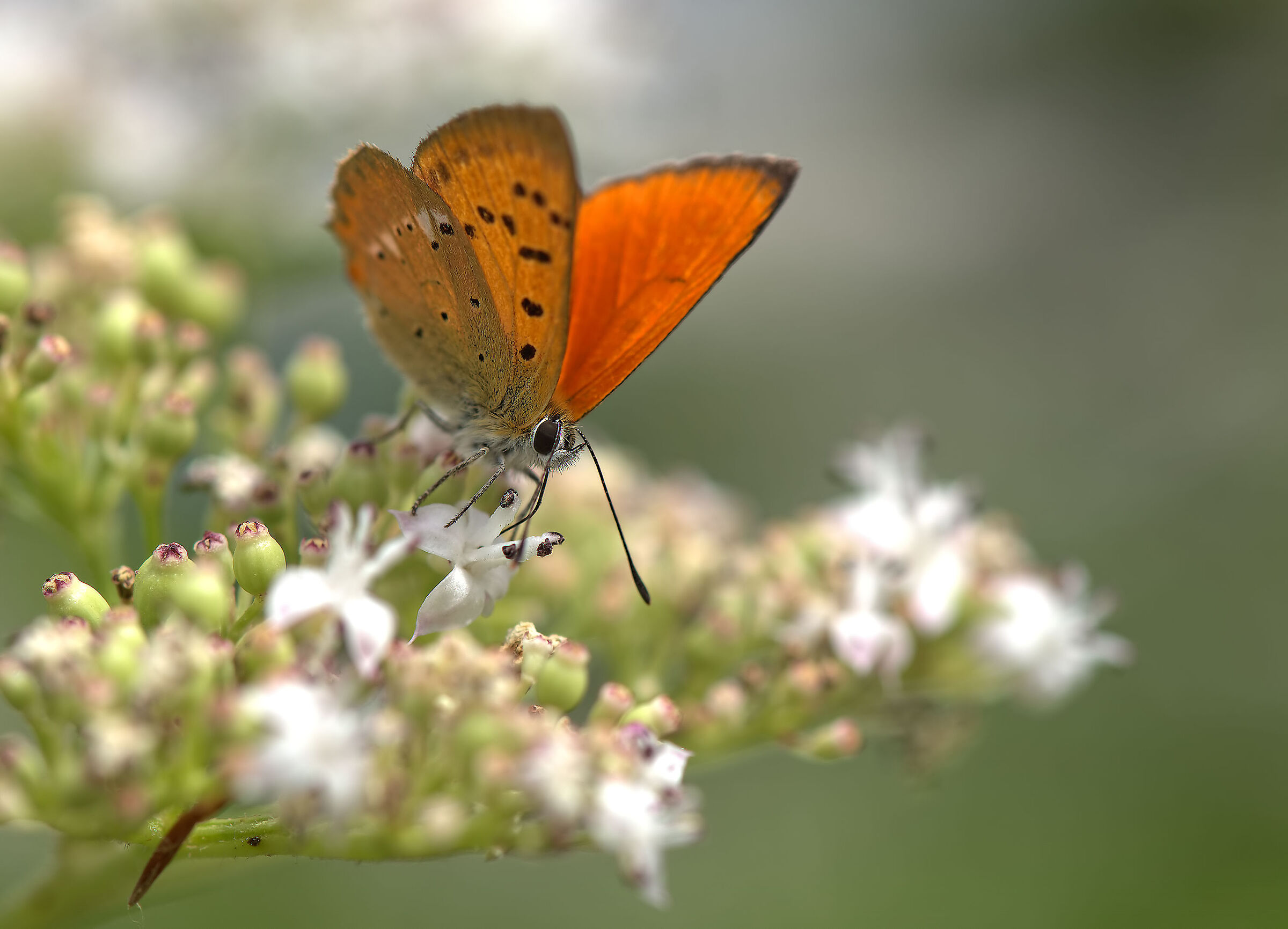 Lycaena virgaureae