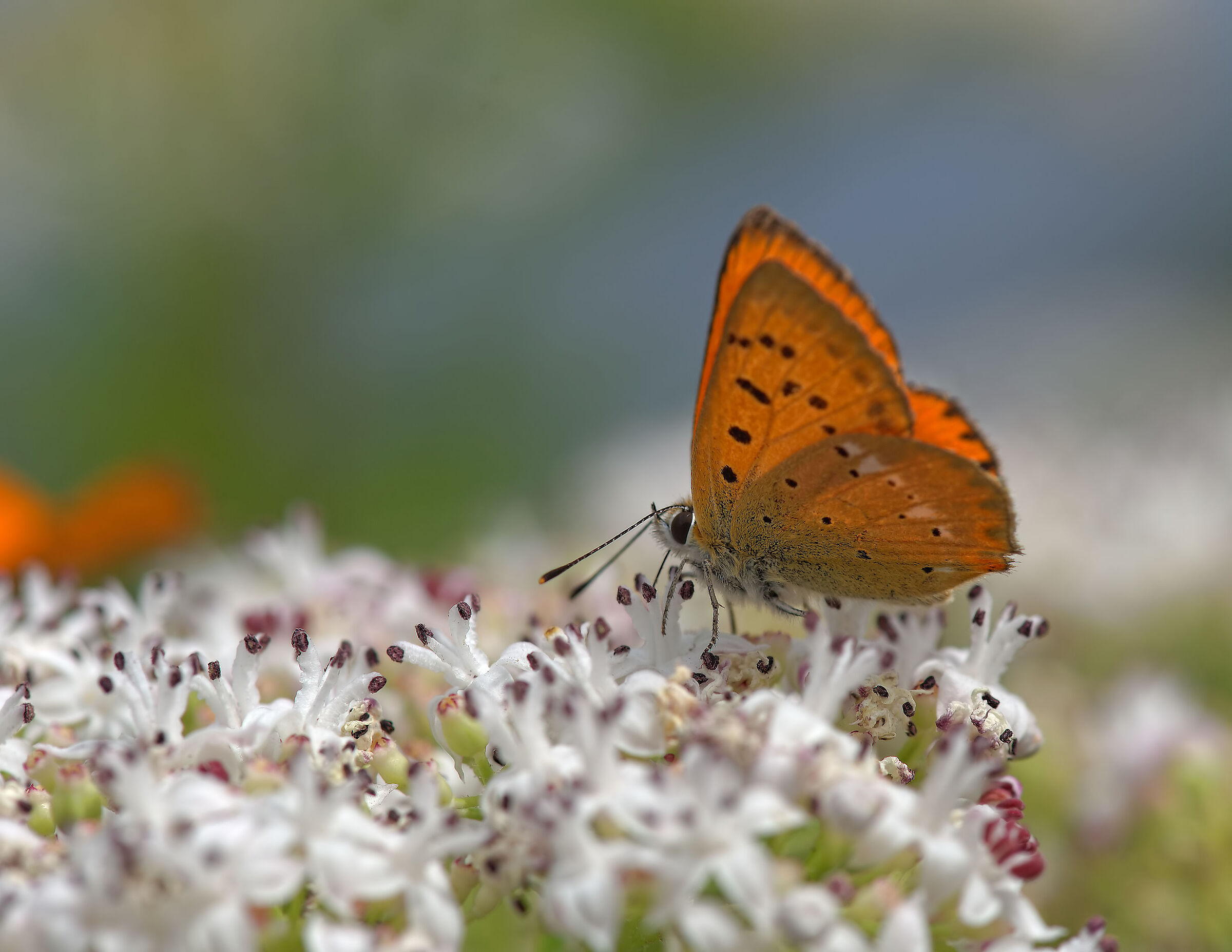 Lycaena virgaureae