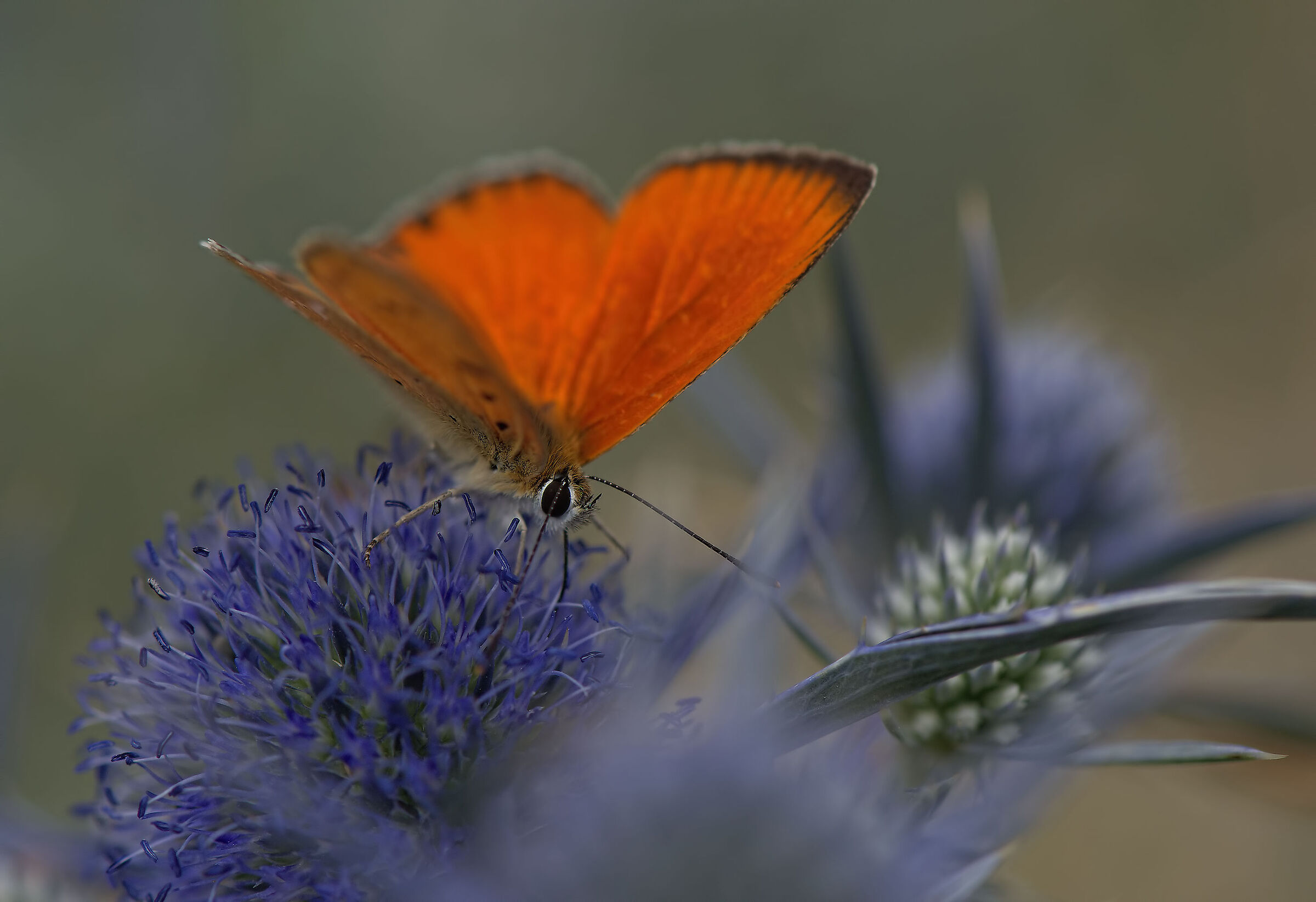 Lycaena virgaureae