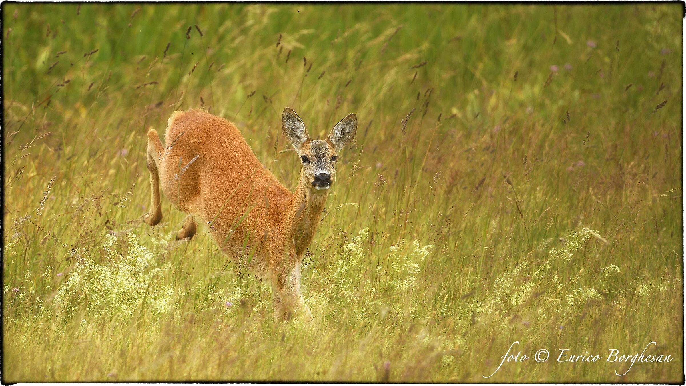 Capriolo f.