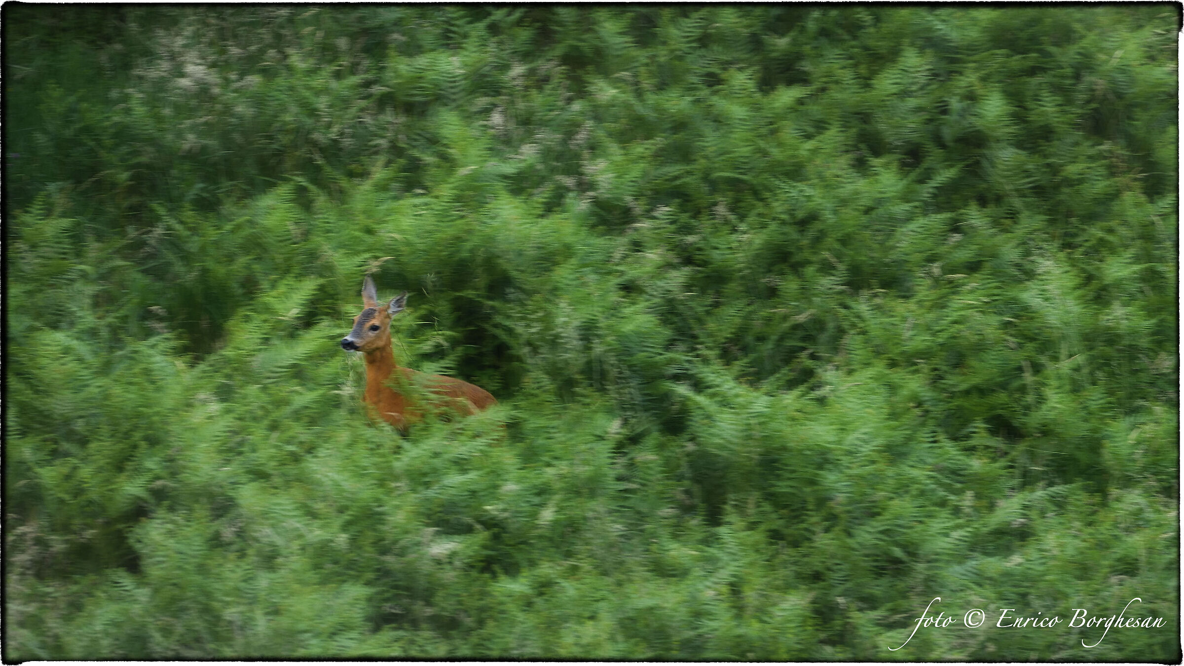 Capriolo f.