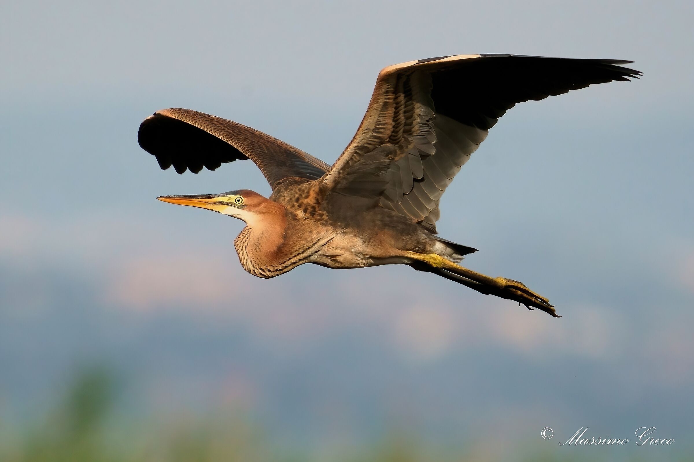 Airone rosso (Ardea purpurea)