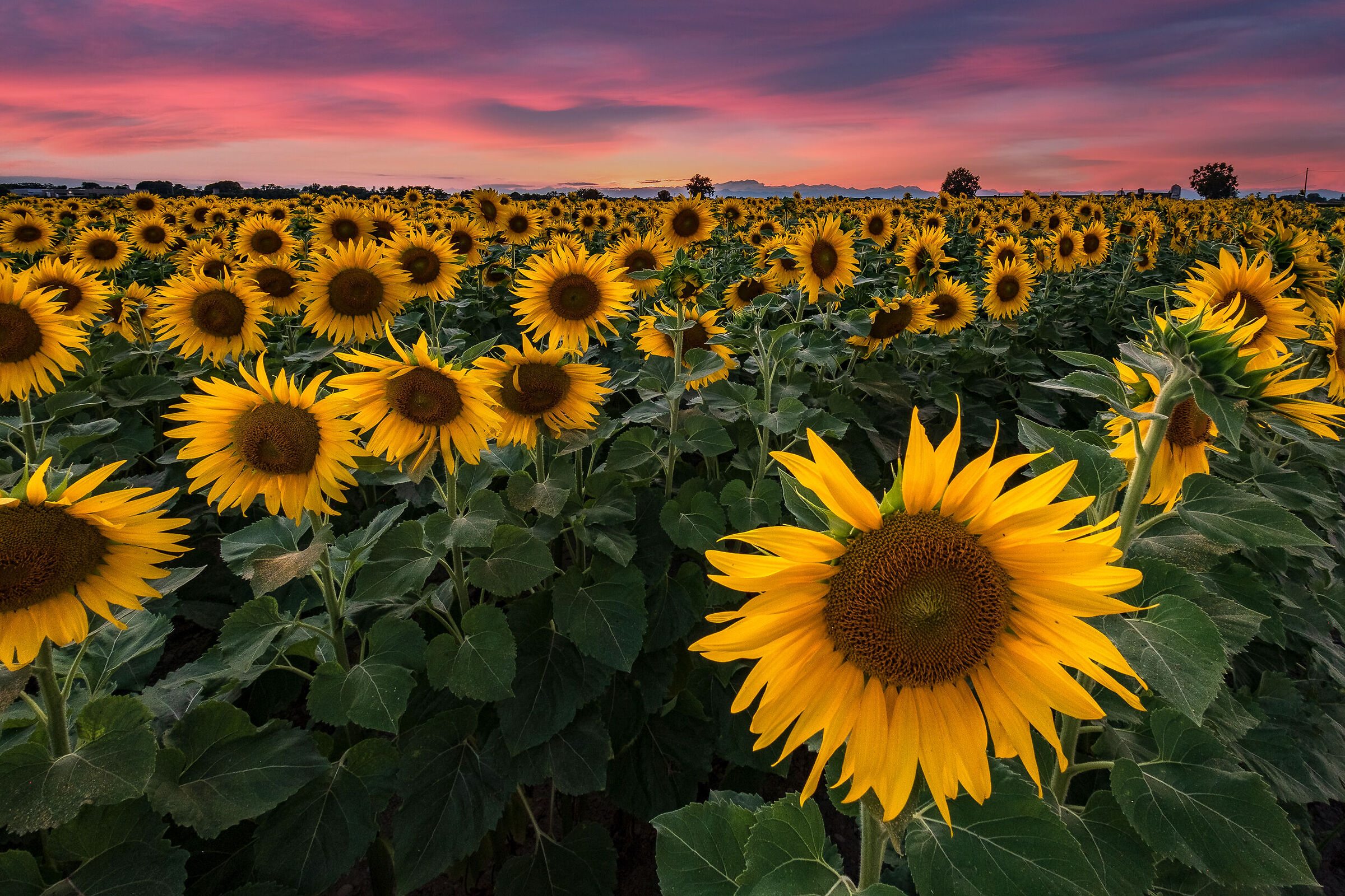 buona serata fiori del sole