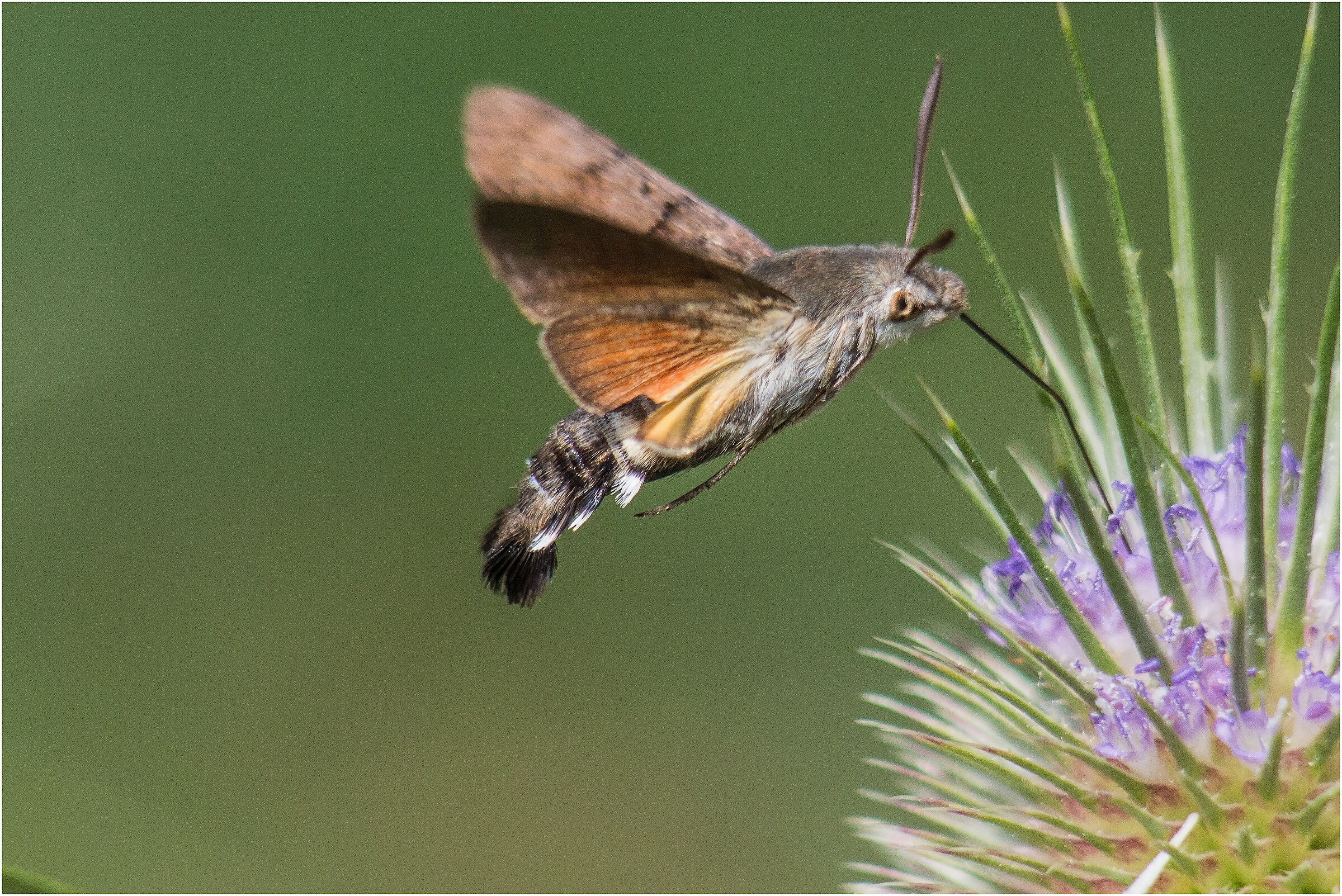 Nectar