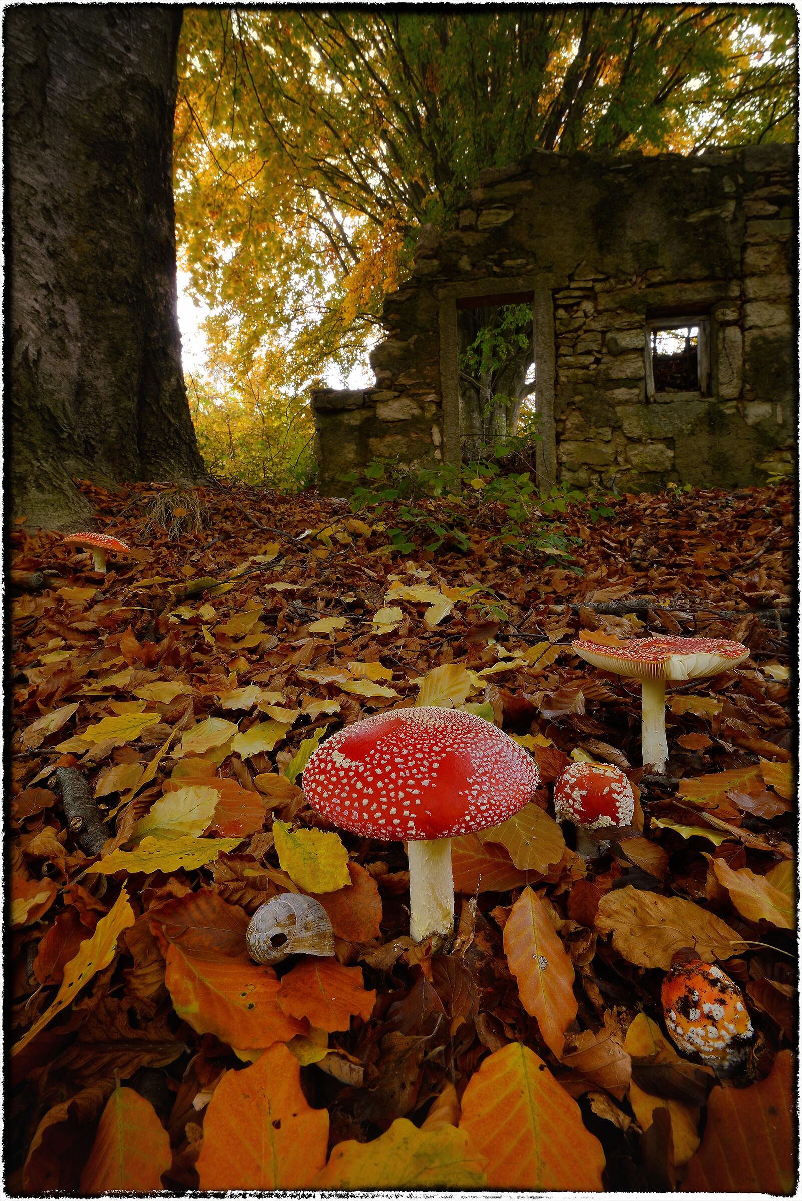 Amanita muscaria