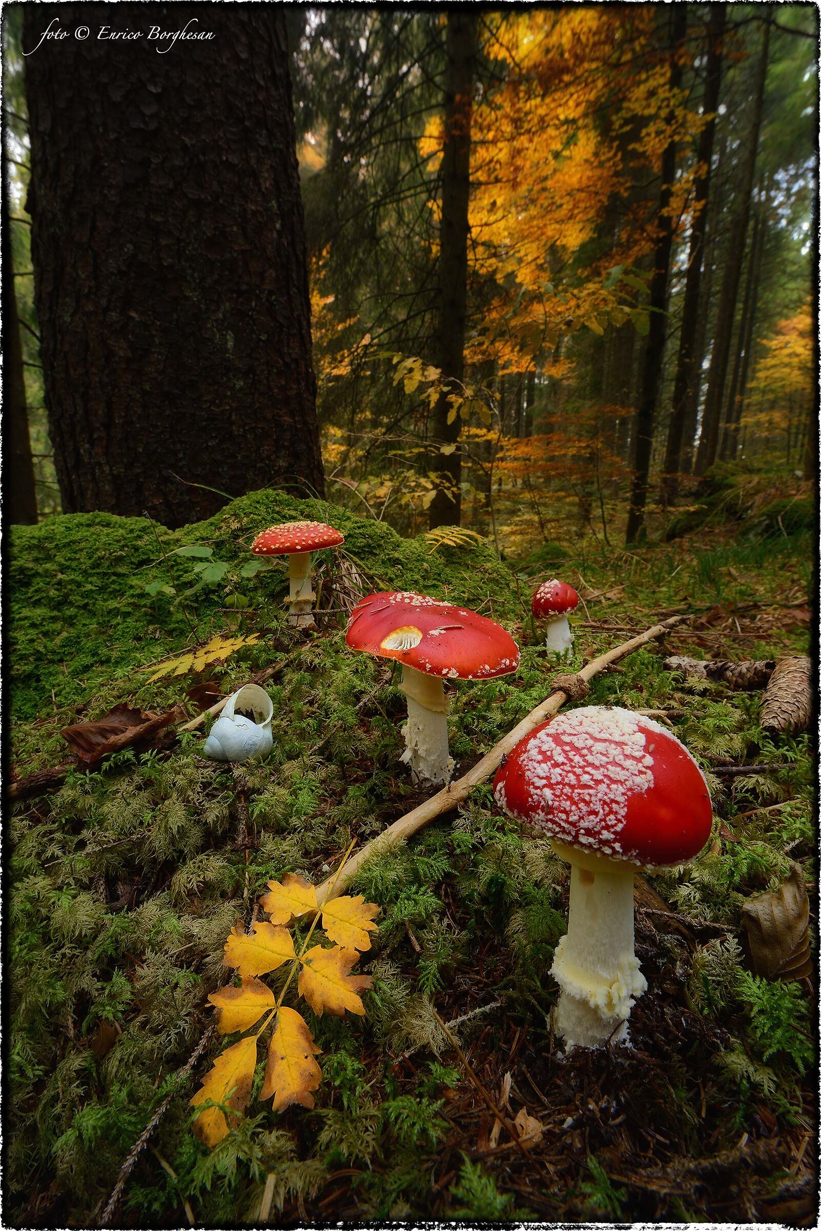Amanita muscaria